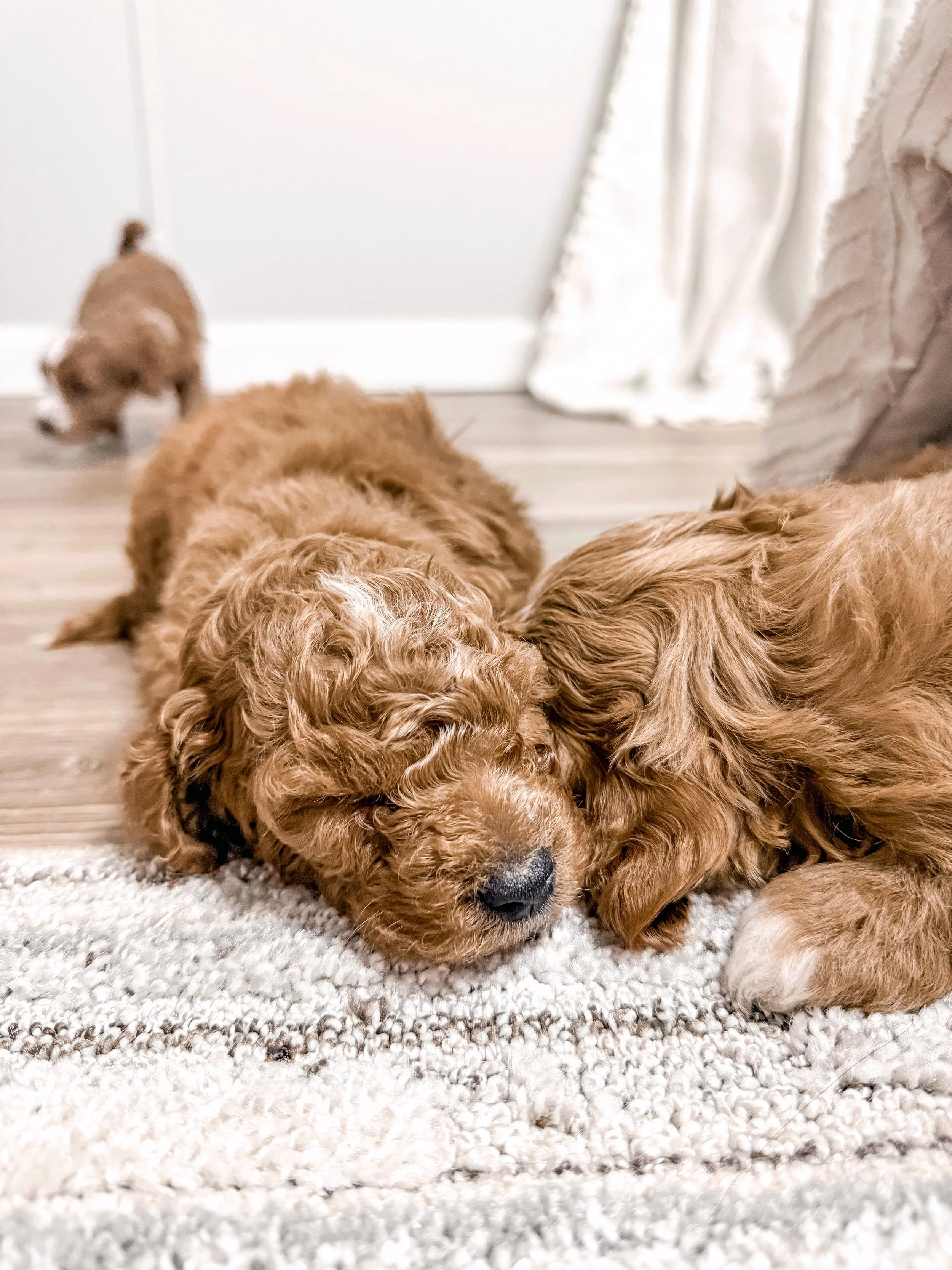goldendoodle puppy in Kentucky