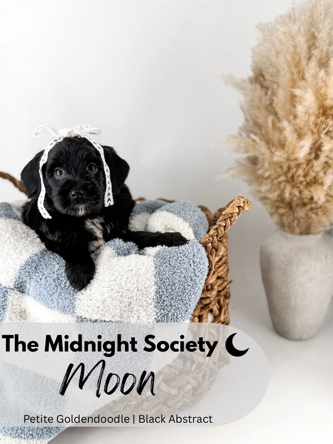 The Midnight Society.png