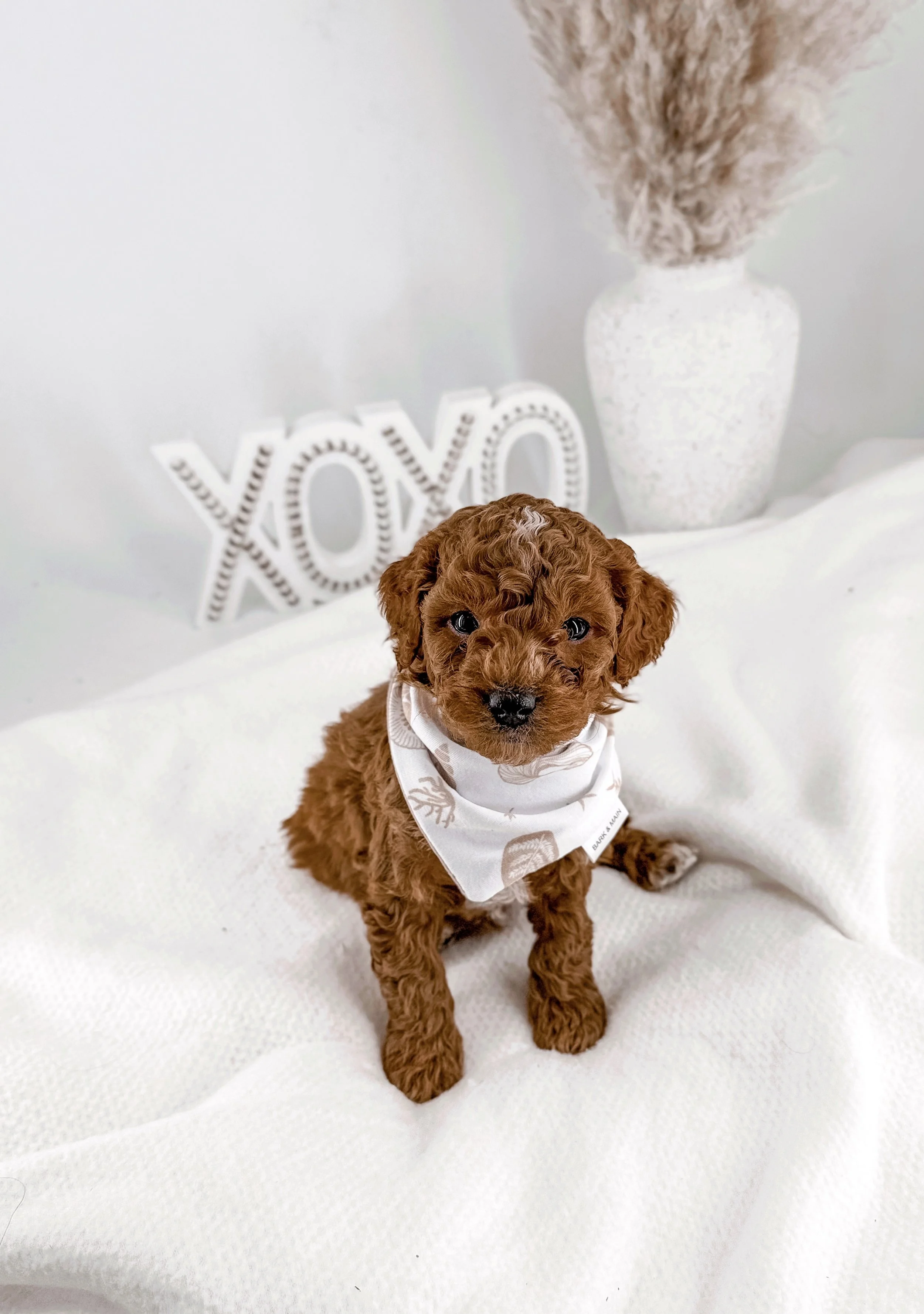 red goldendoodle puppy kentucky