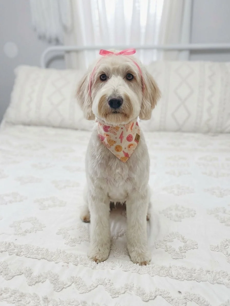 English cream goldendoodle ky