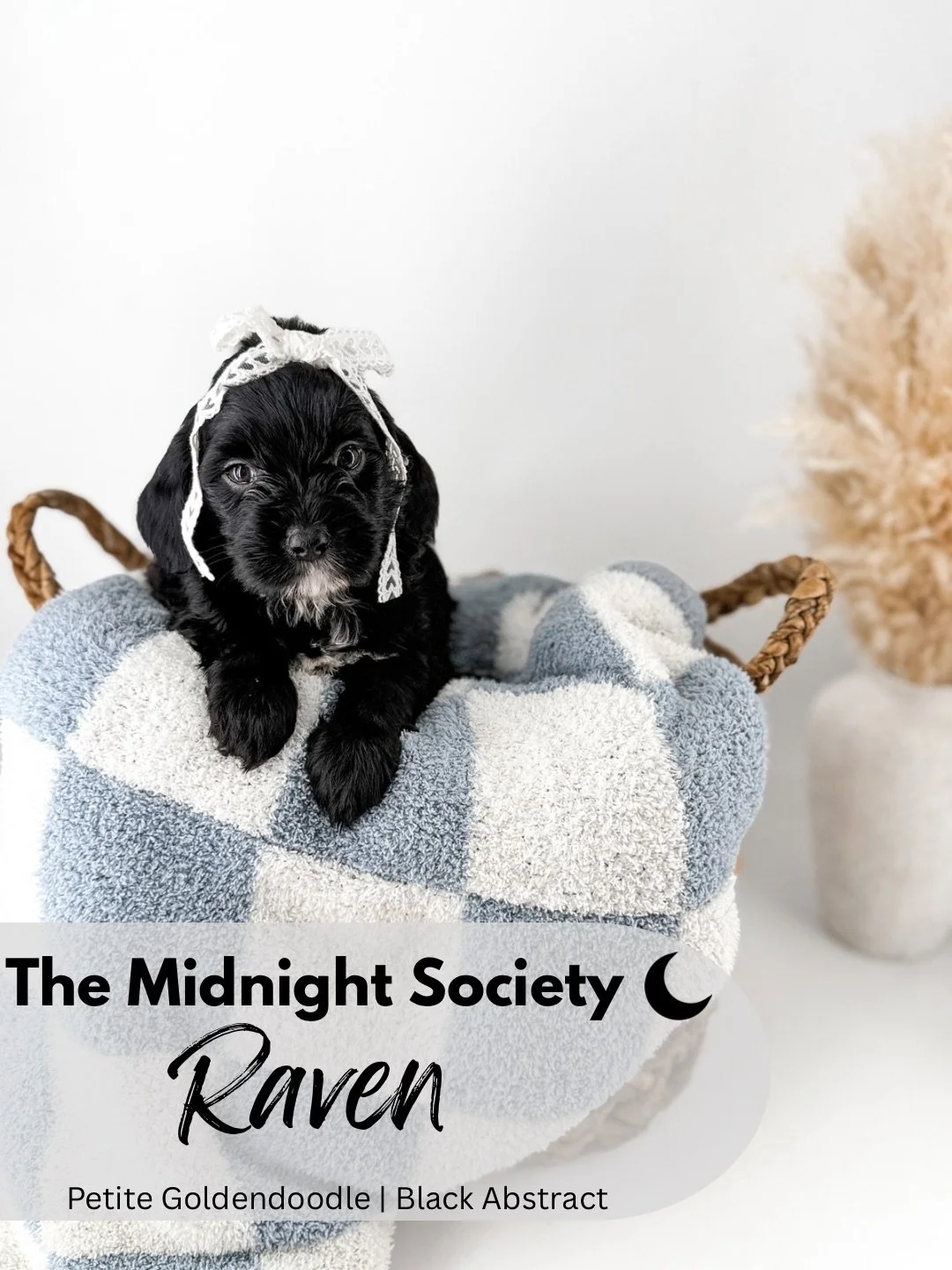 The Midnight Society.png