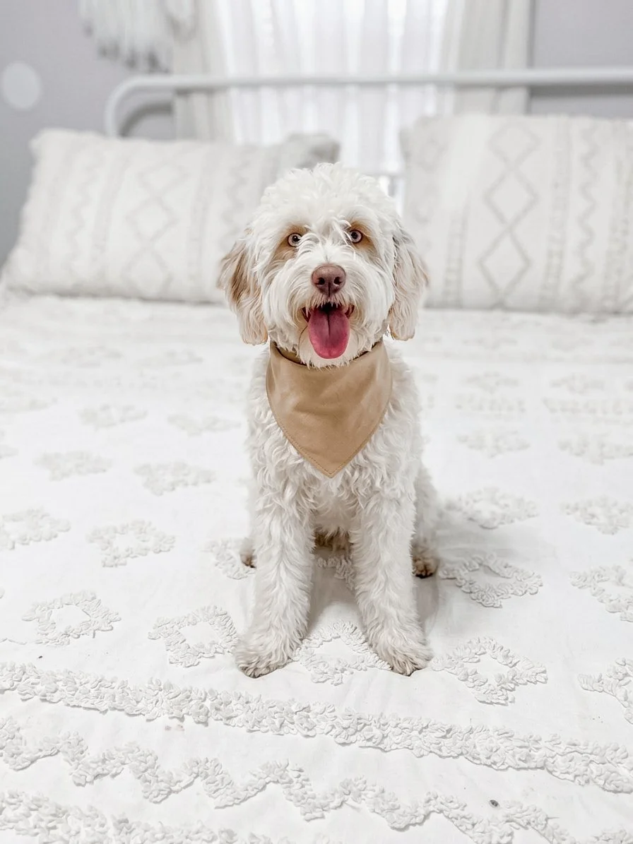 chocolate merle goldendoodle