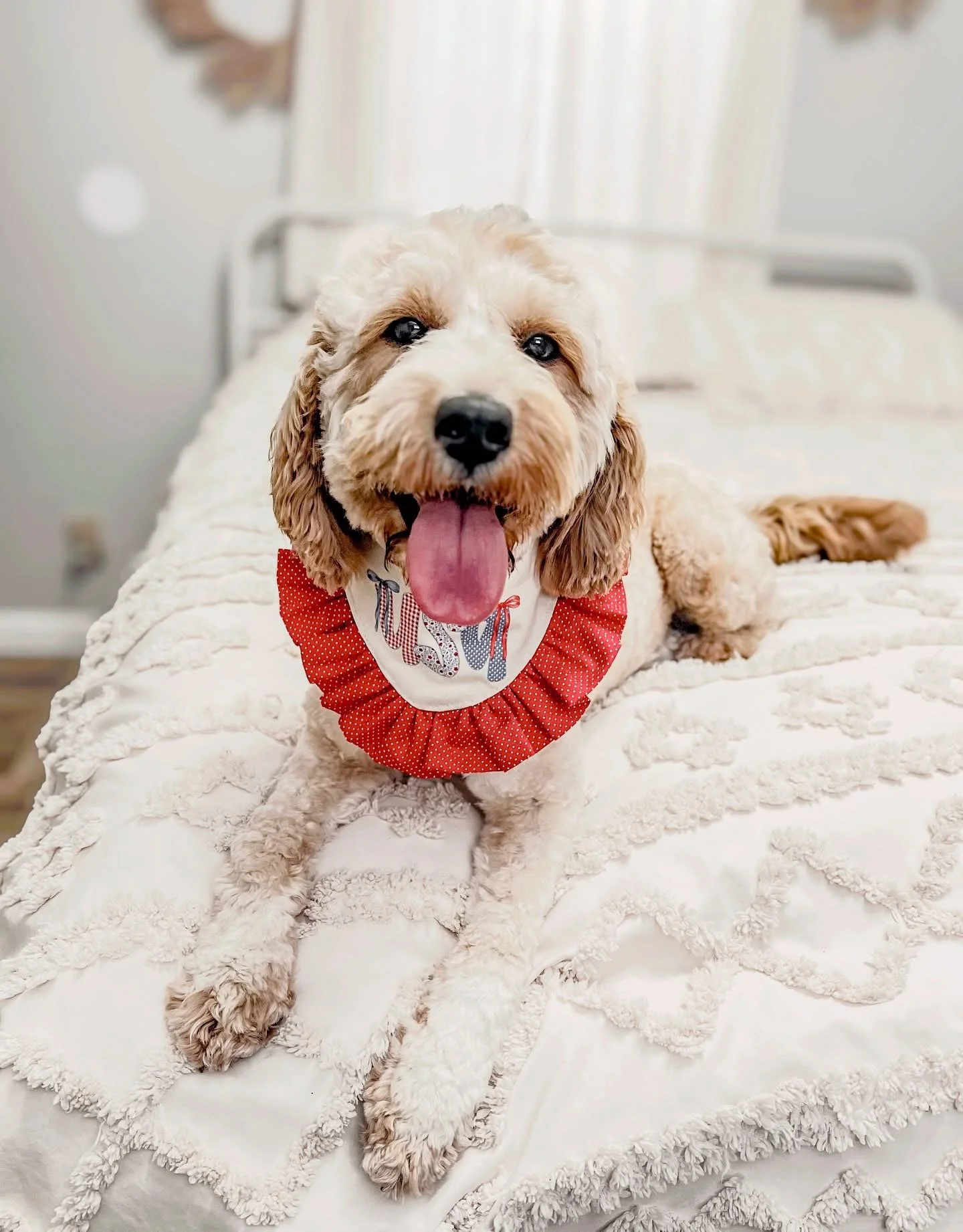 goldendoodles near me