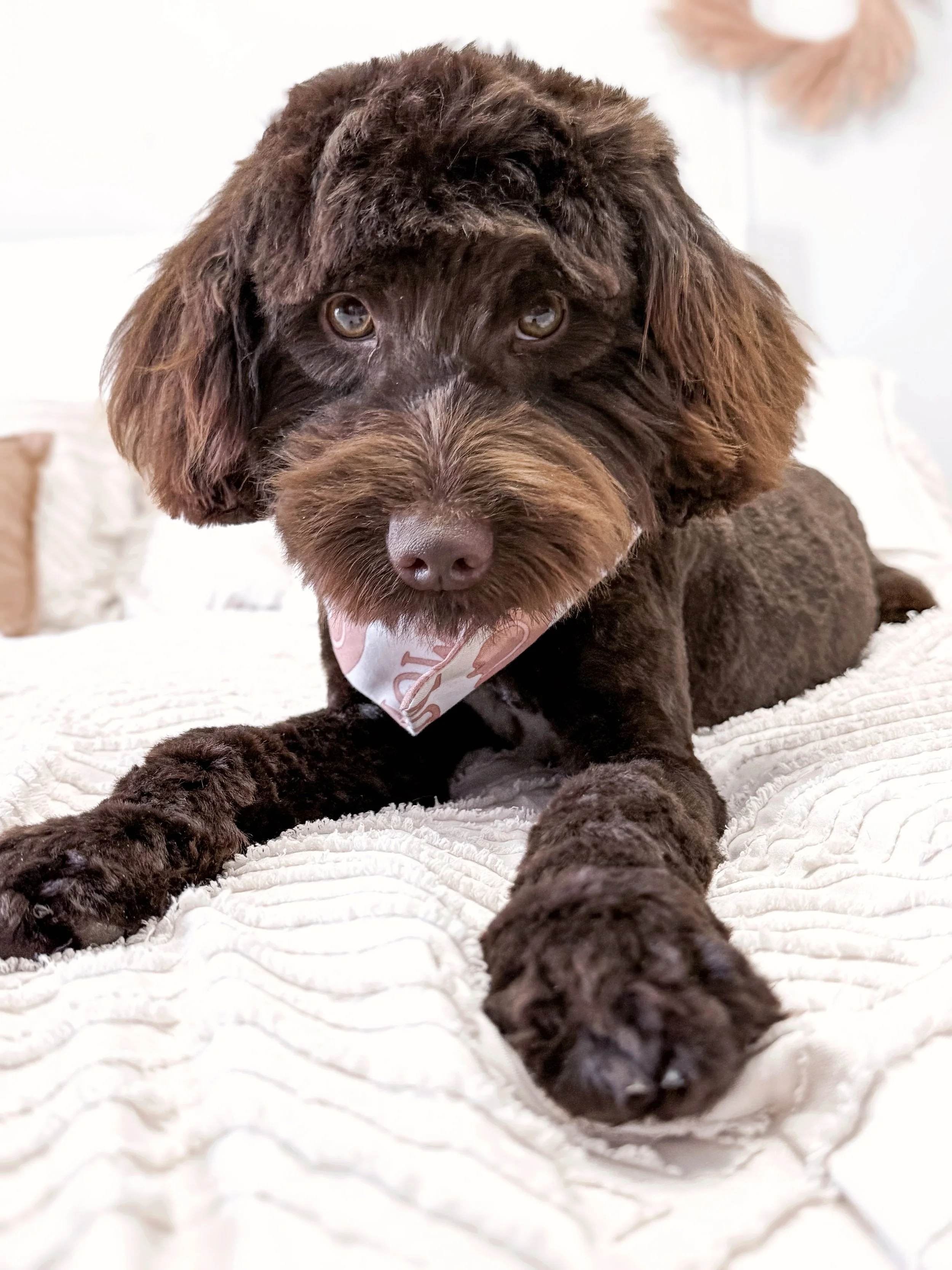 chocolate doodle puppy