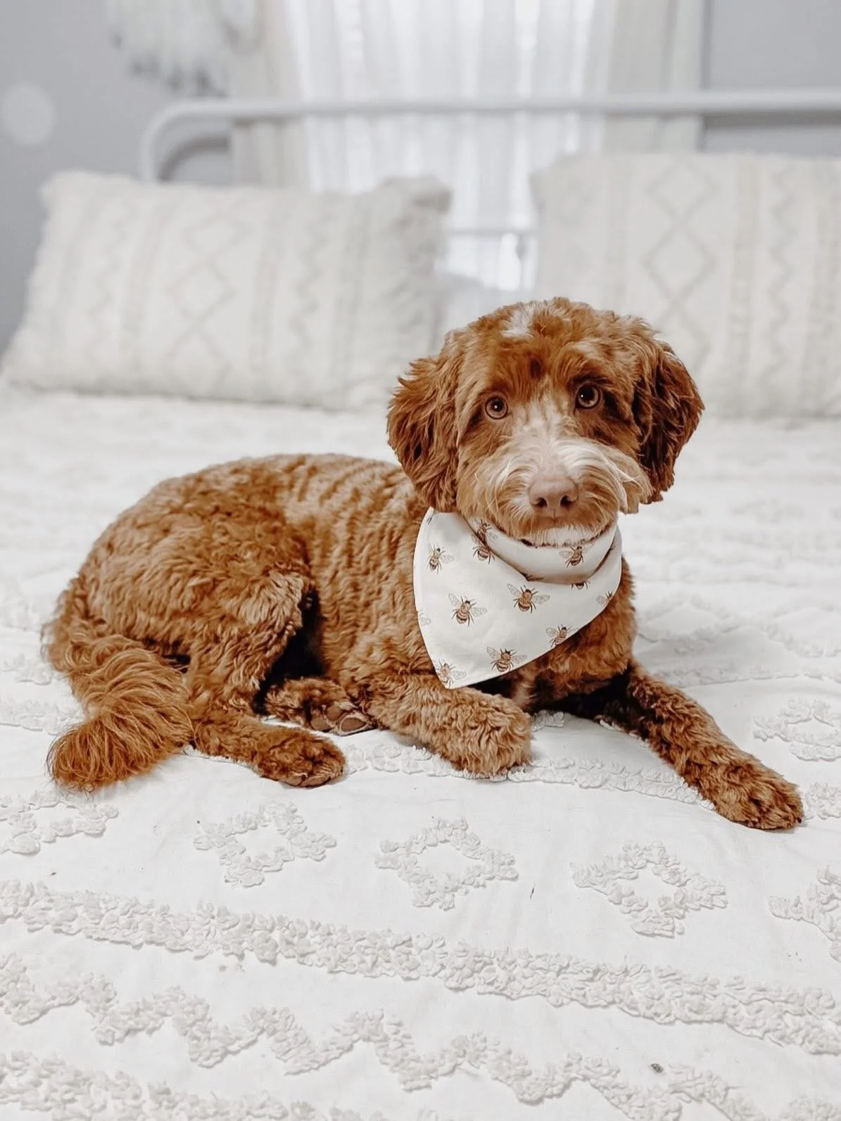 red mini goldendoodle near me