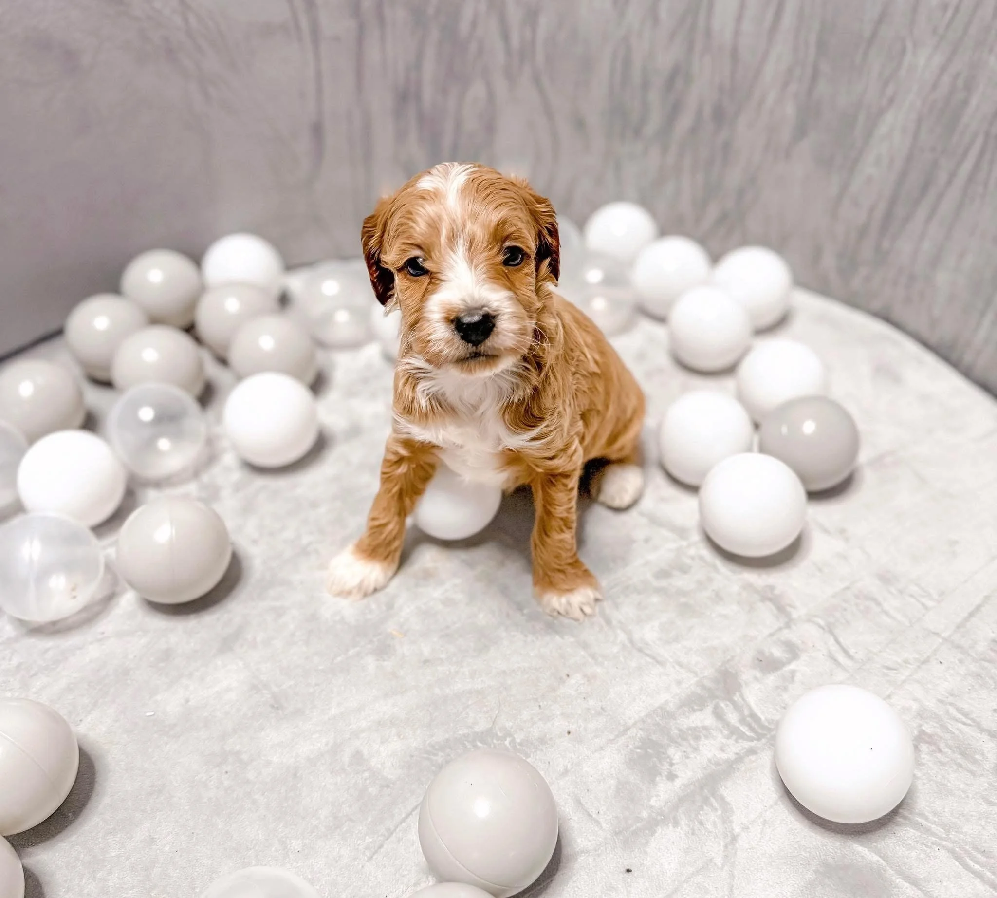 tuxedo goldendoodle puppy kentucky