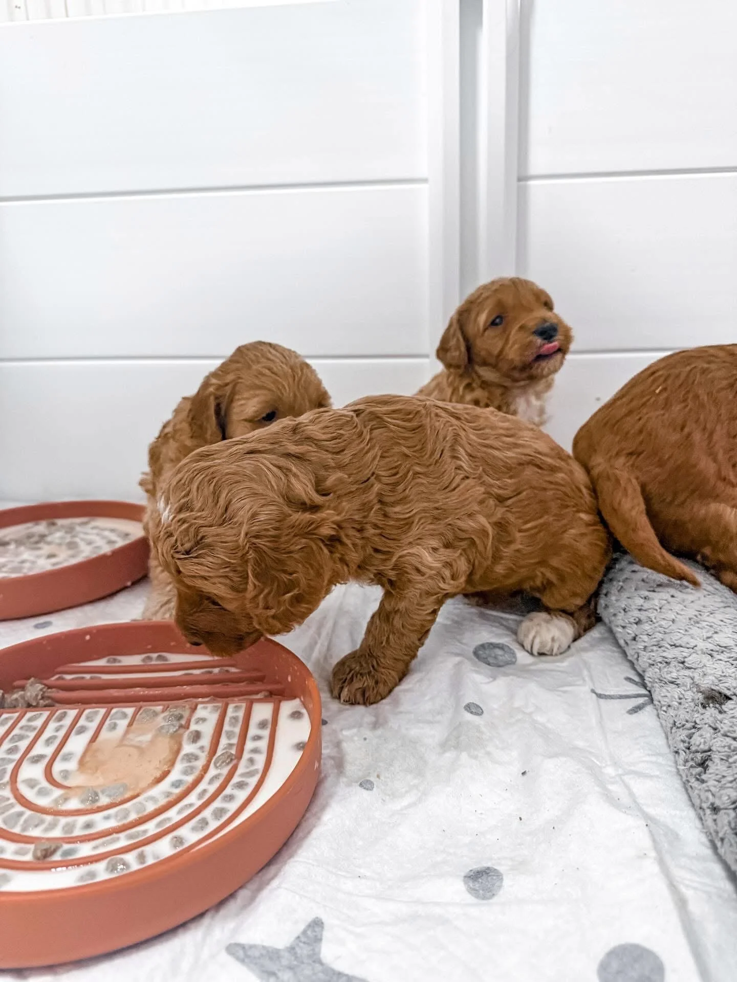 tuxedo goldendoodle puppy kentucky