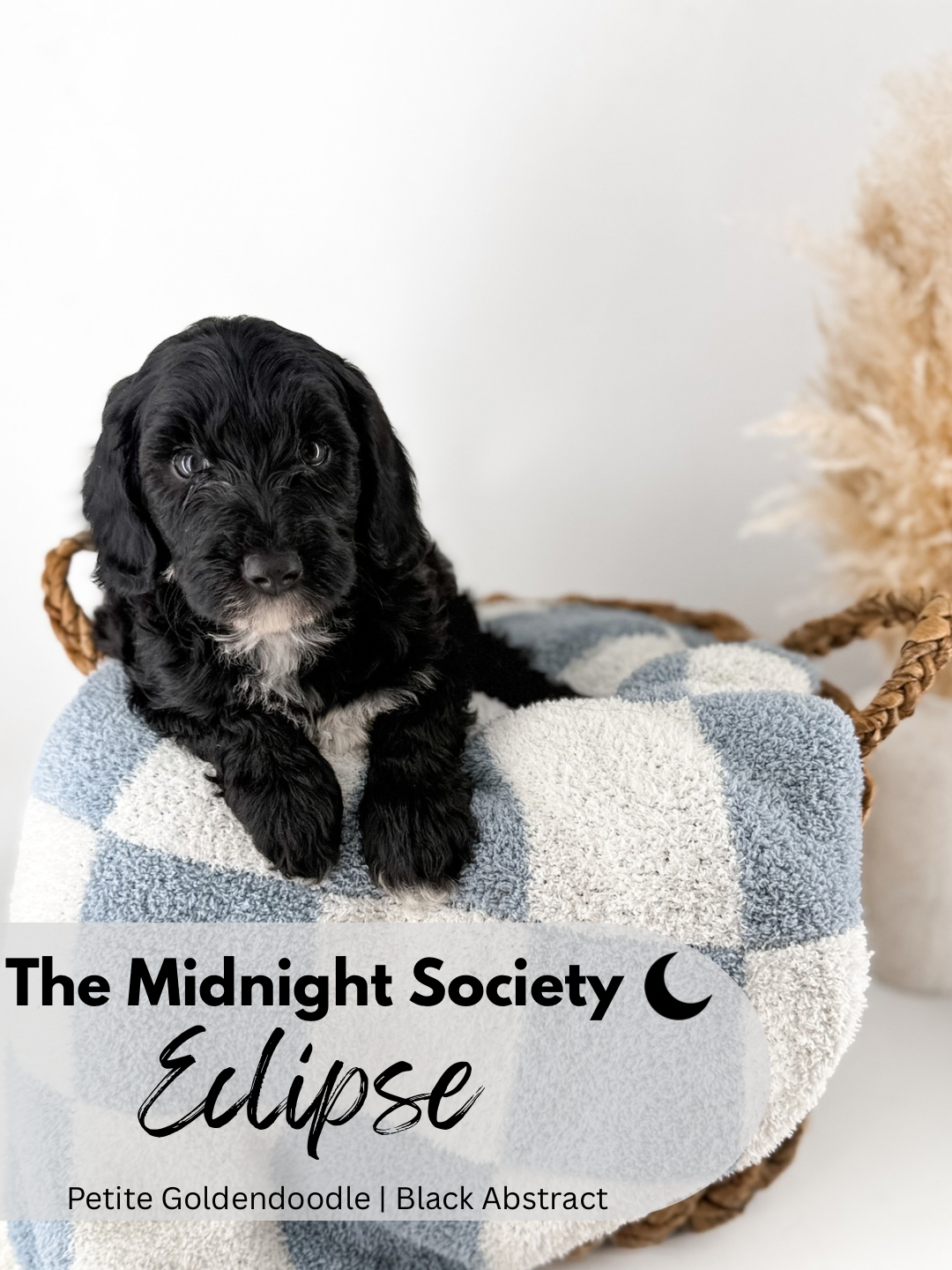 The Midnight Society.png