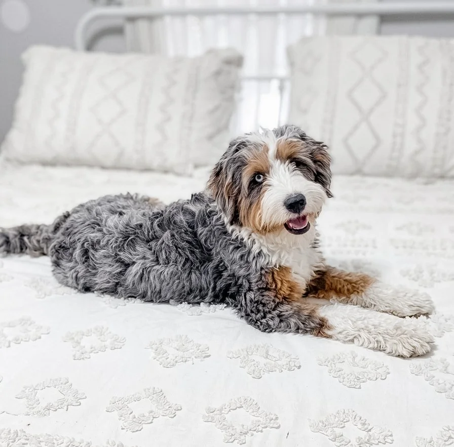 mini bernedoodle ky