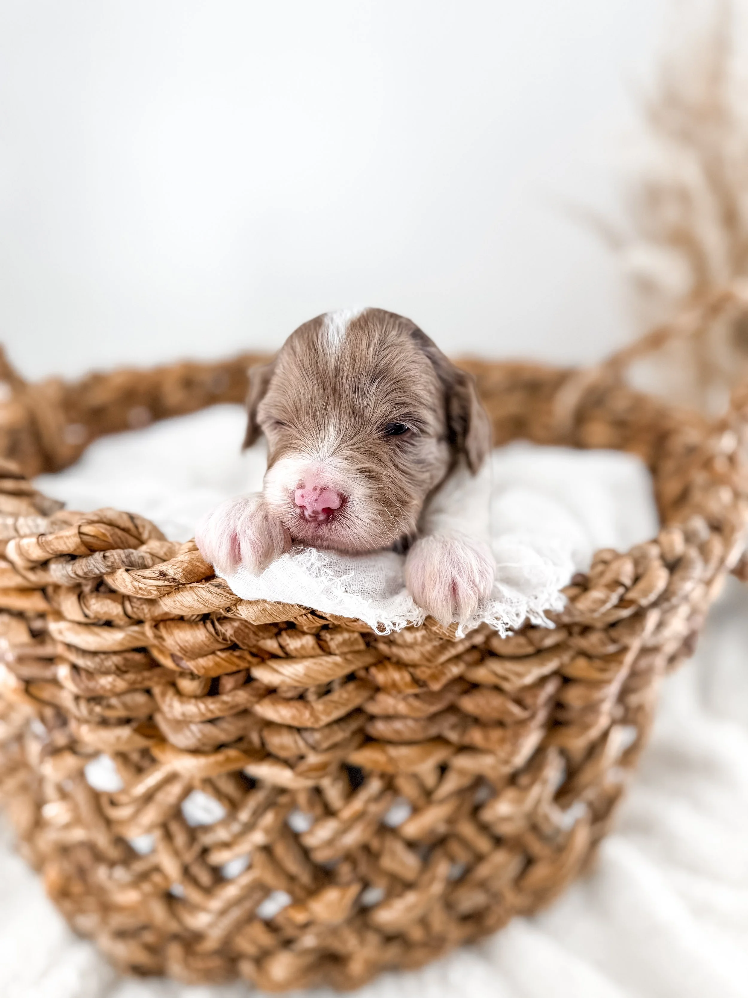 mere goldendoodle