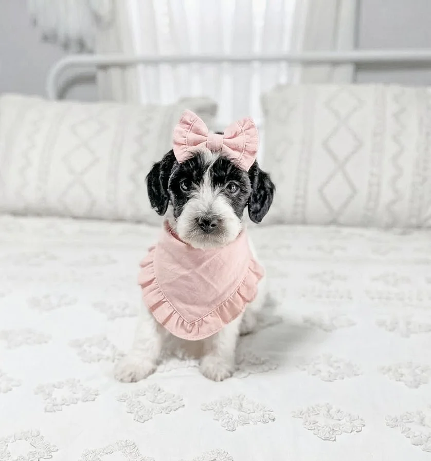 mini goldendoodle parti