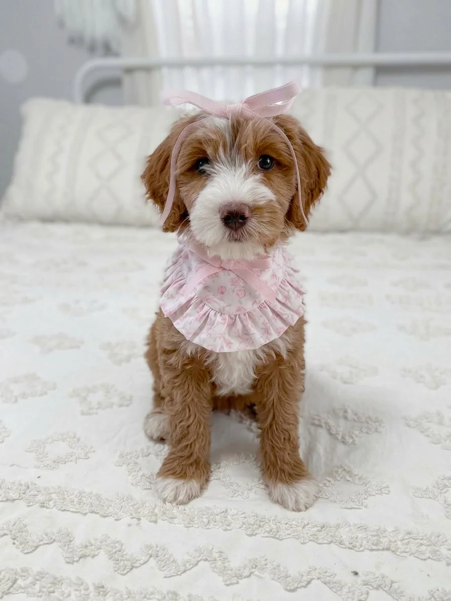 red tuxedo goldendoodle puppy near me
