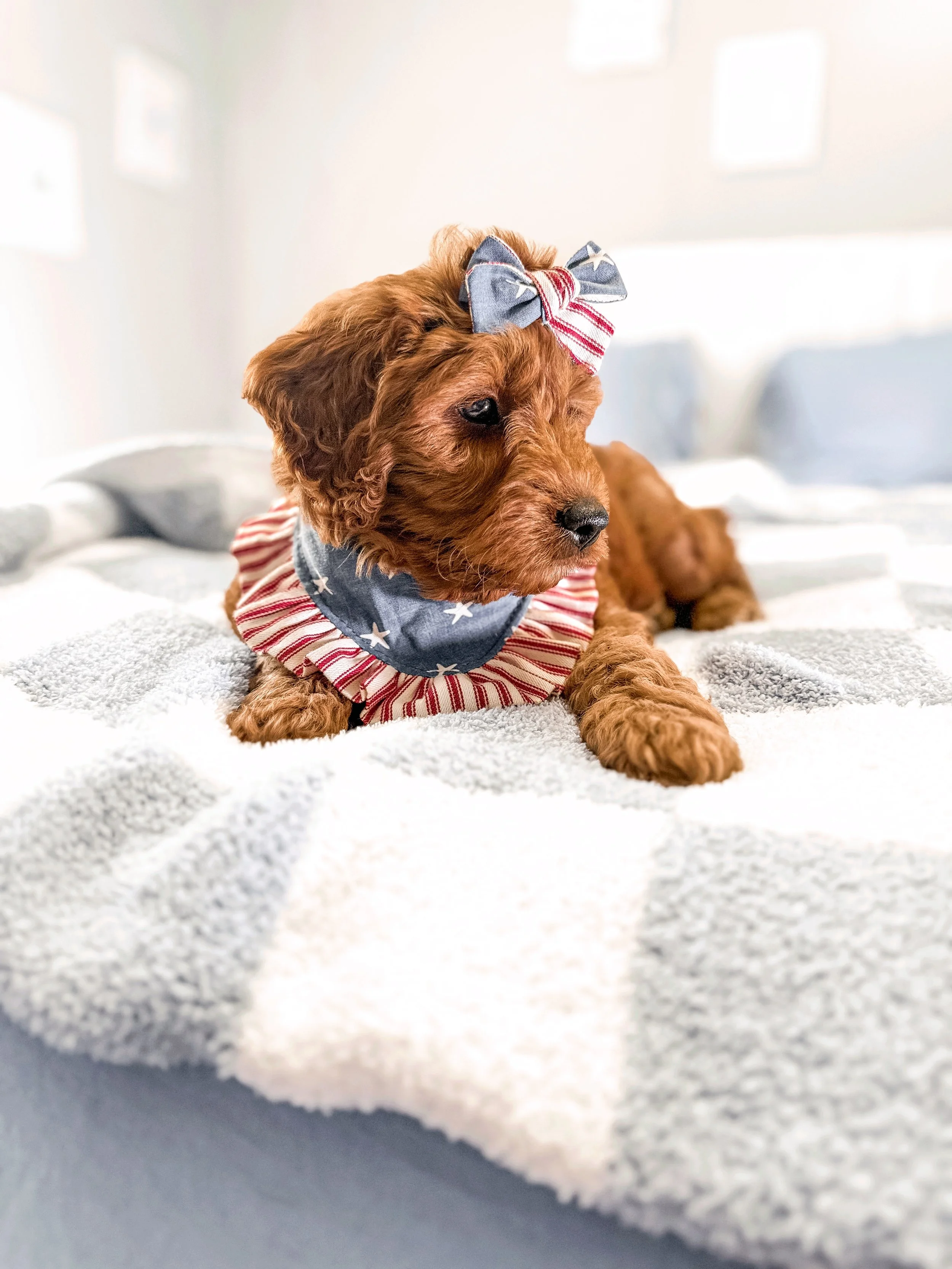 red goldendoodle