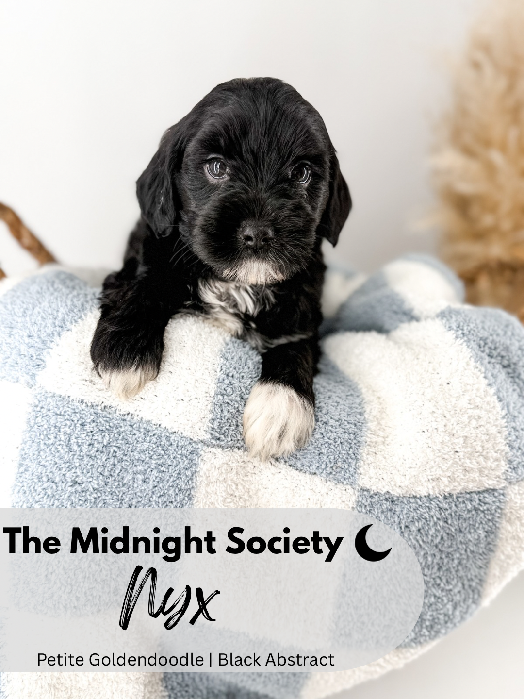 The Midnight Society.png