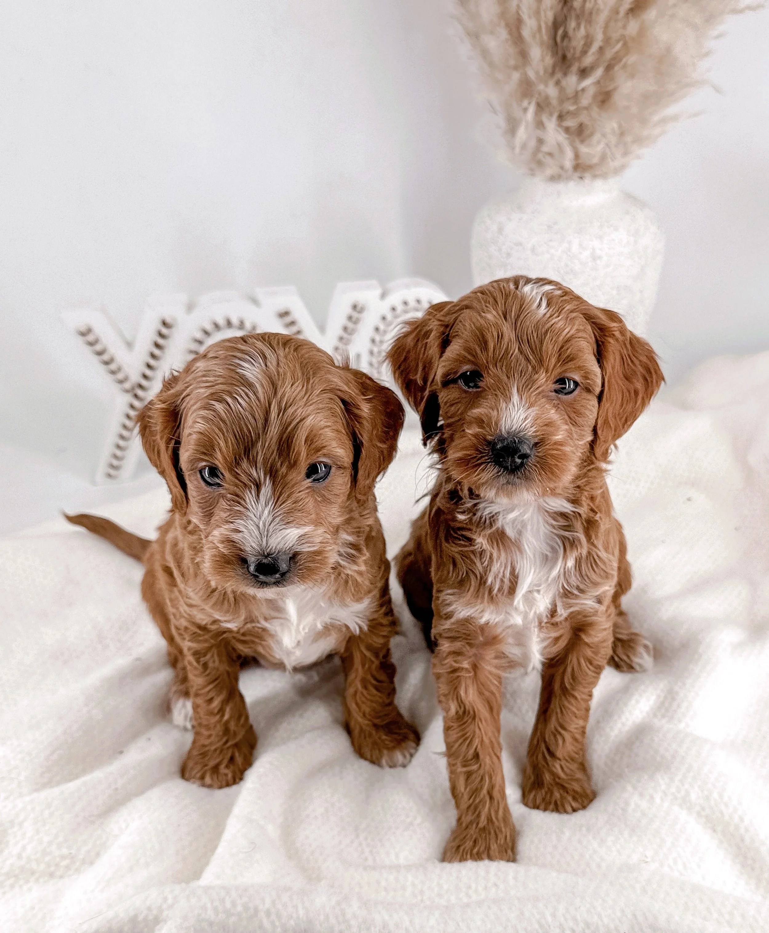 Ituxedo mini goldendoodle puppy