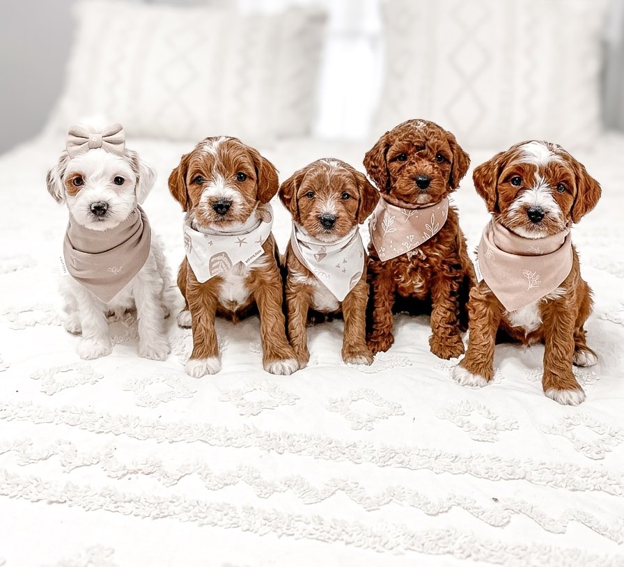 goldendoodles in kentucky