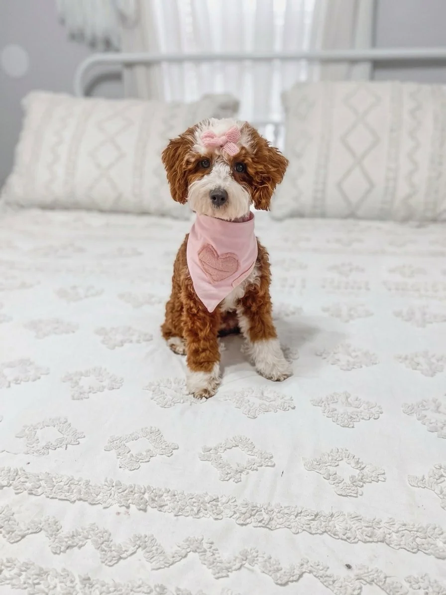 red tuxedo poodle