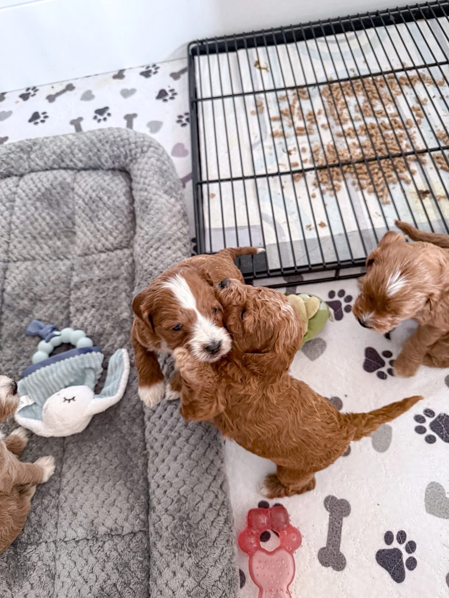 tuxedo goldendoodle puppy kentucky