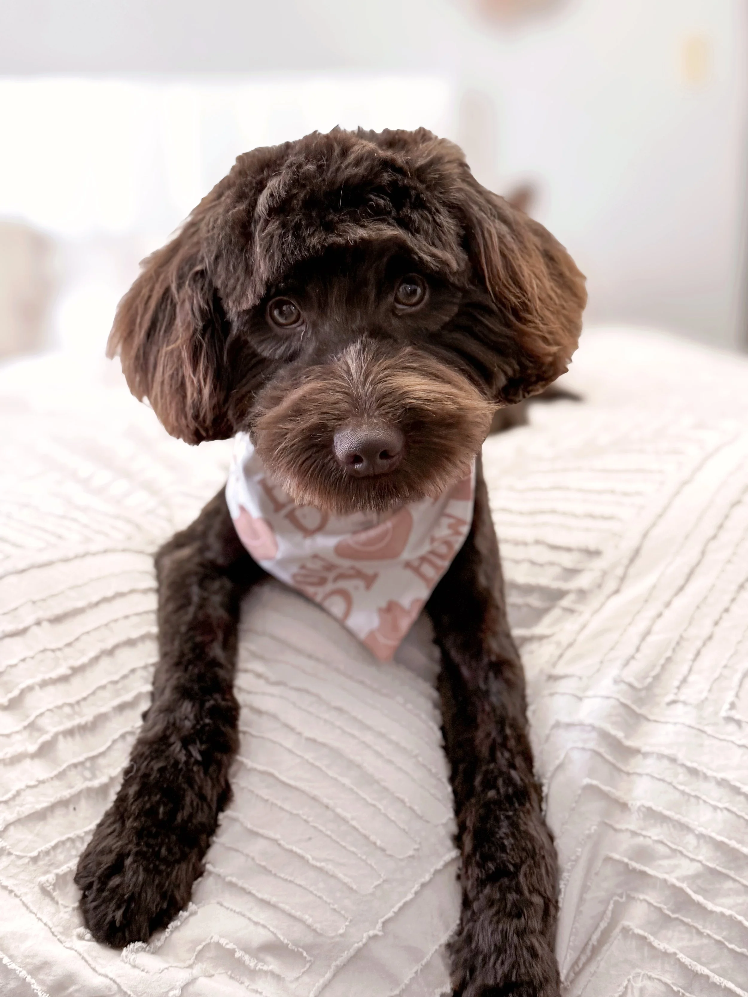 chocolate goldendoodle ky