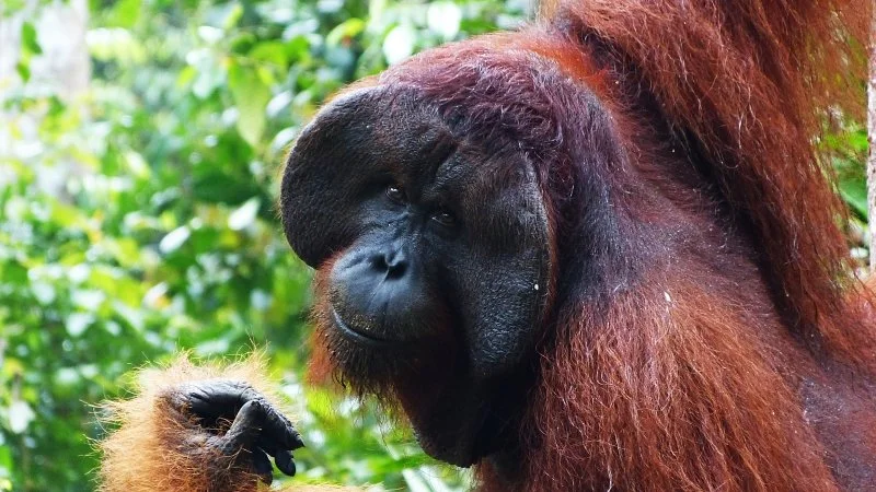 orang utan alpha male close up face