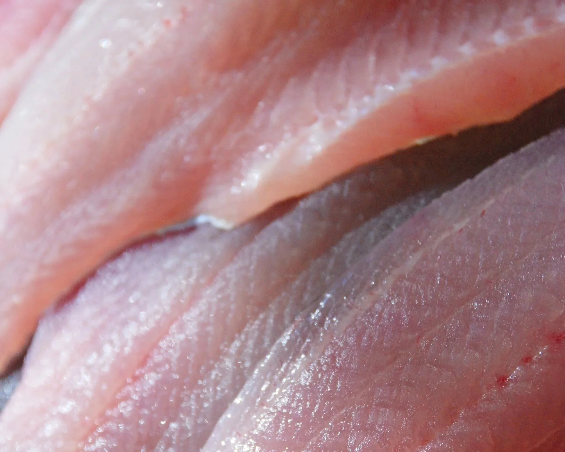 Welche Fischart passt zu welchem Gericht? Ein Überblick für Ihre Küche