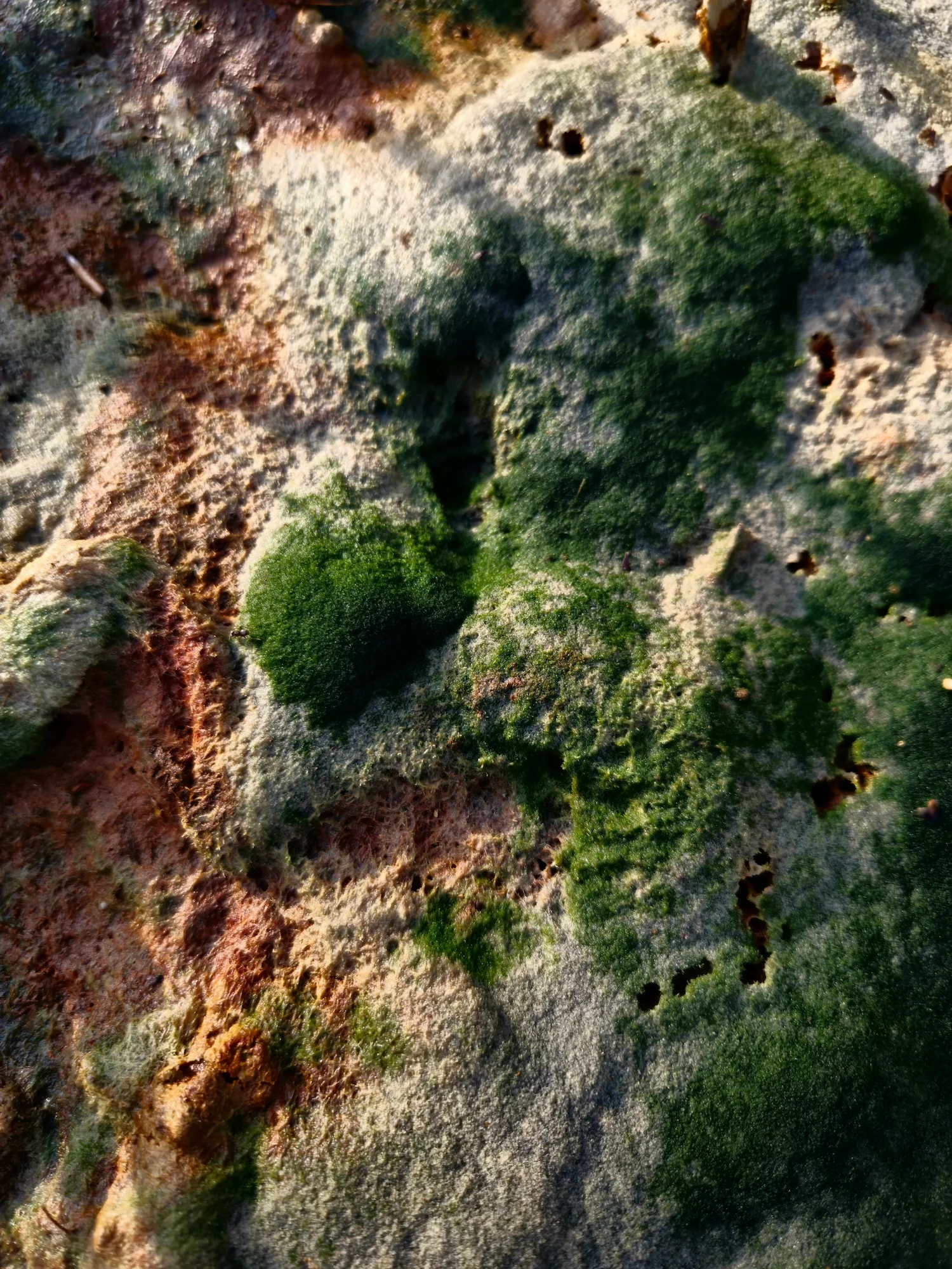 Close-up van een rots met groene algen en korstmos.
