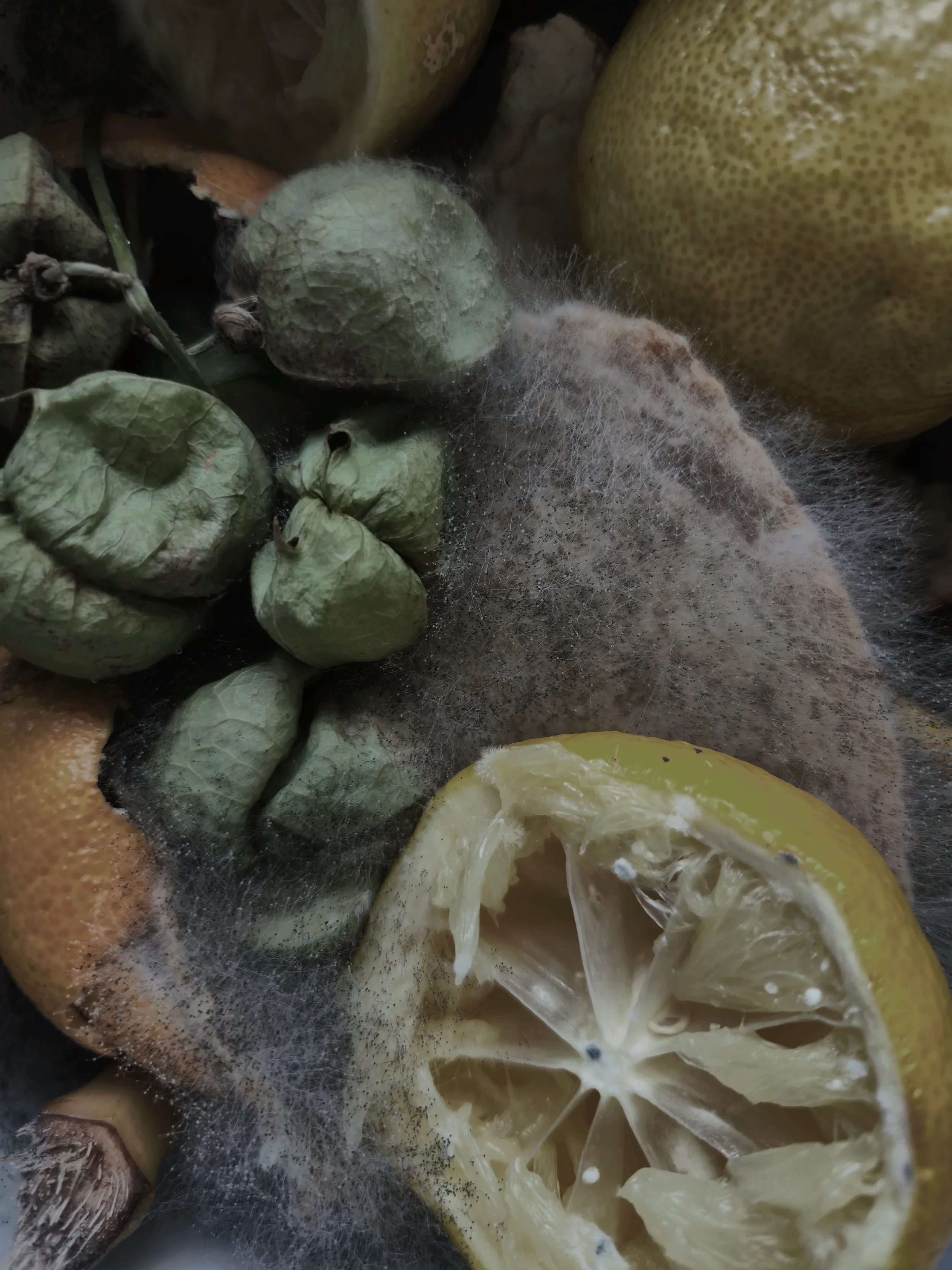 Diverse verse gesneden citrusvruchten en vruchten zoals citroen, grapefruit en sinaasappel, met schimmel en voedingsrot.