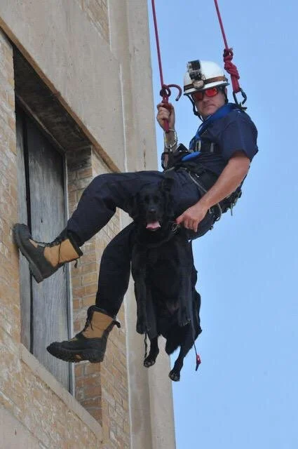 A rescue worker wearing a helmet and harness is rappelling down a building with a black dog.
