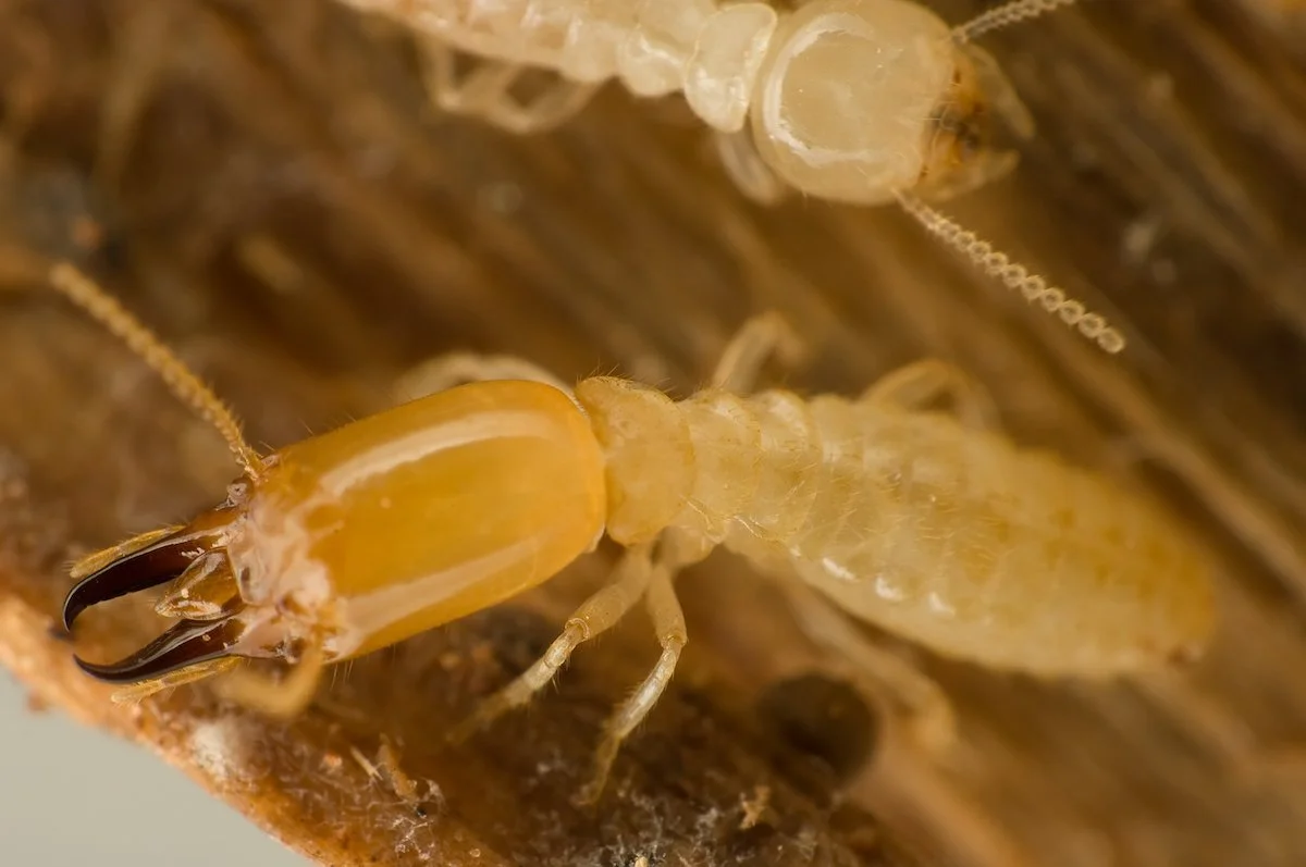 Close-up of a termite with a yellowish body and black mandibles.