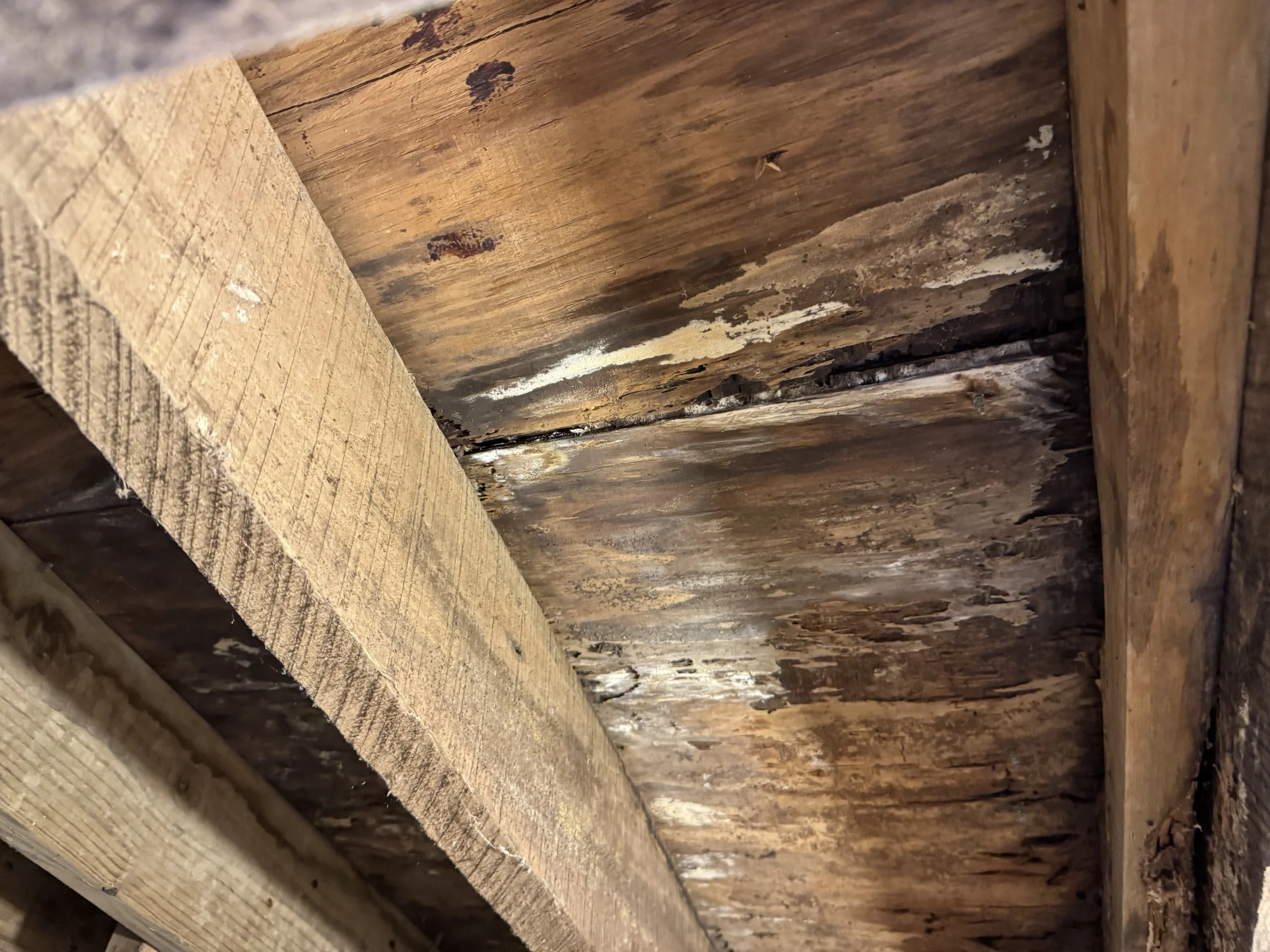 Close-up view of a wooden ceiling with visible water damage and mold growth.