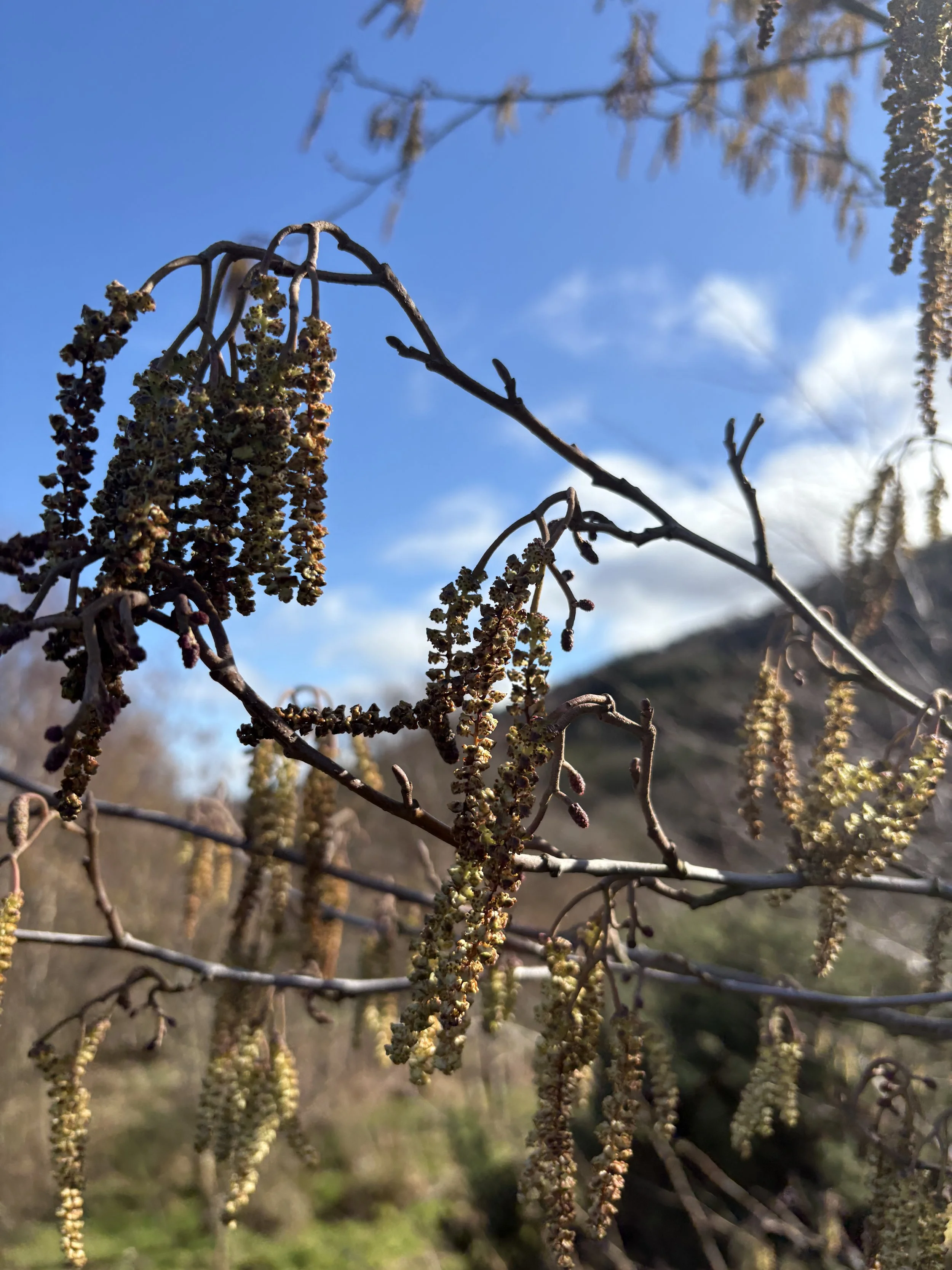 When health phrases become a burden