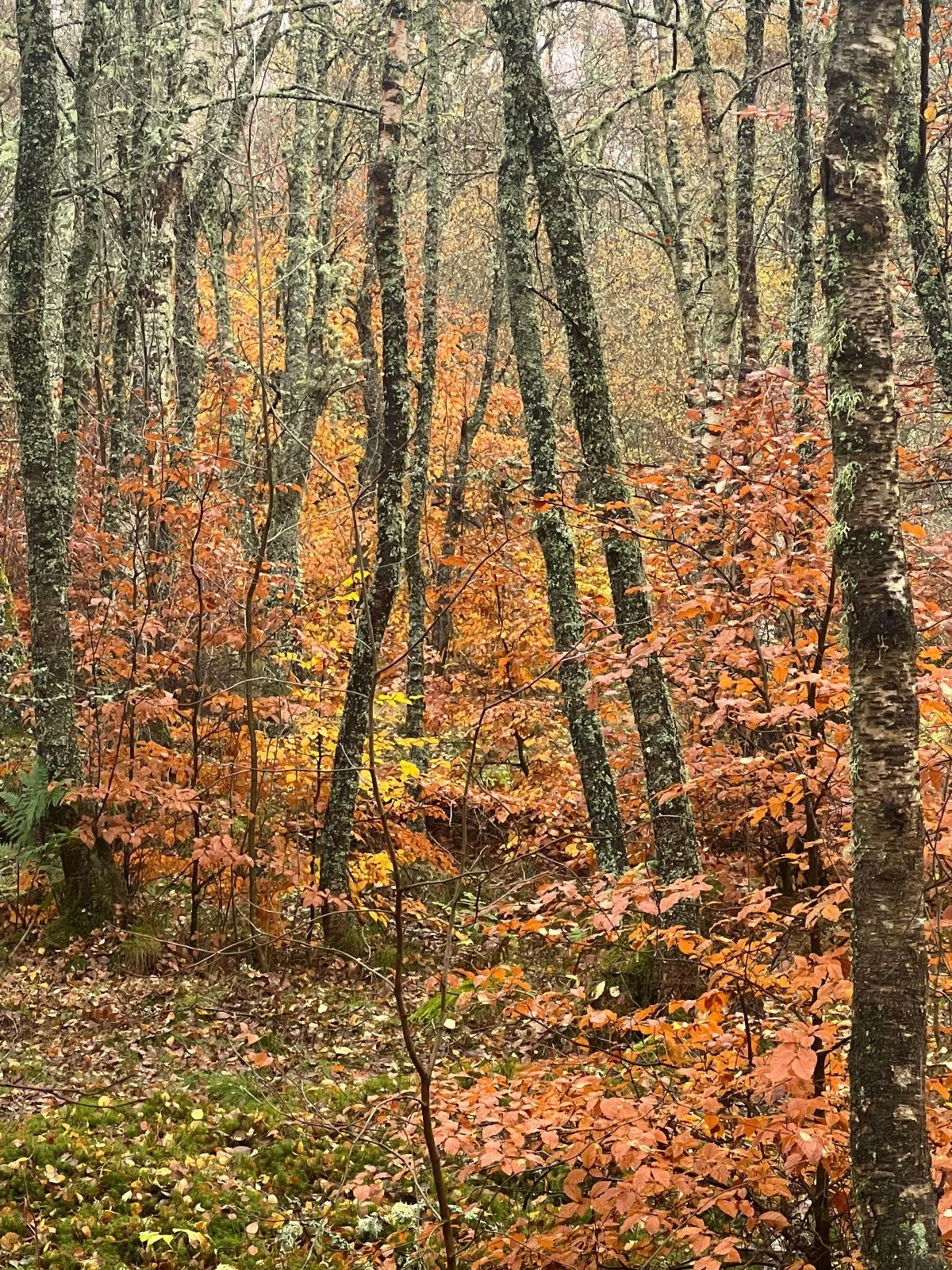 Autumn trees in Deeside