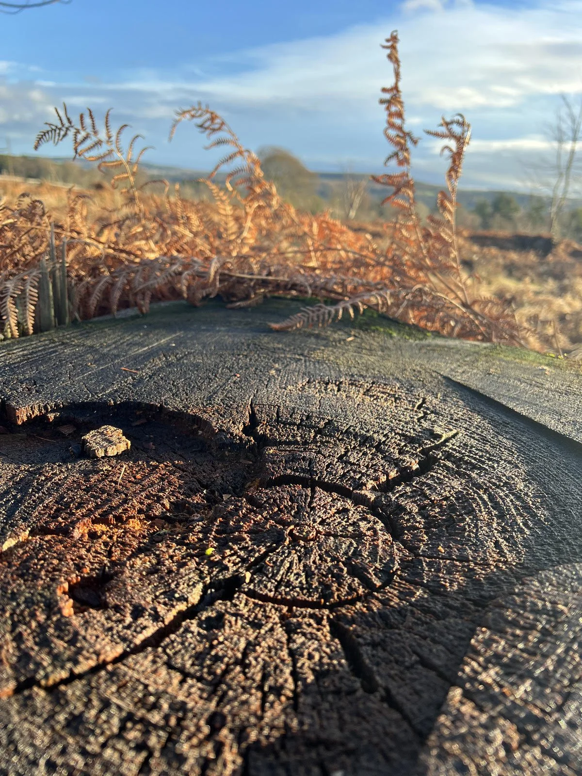 Tree stump in Deeside