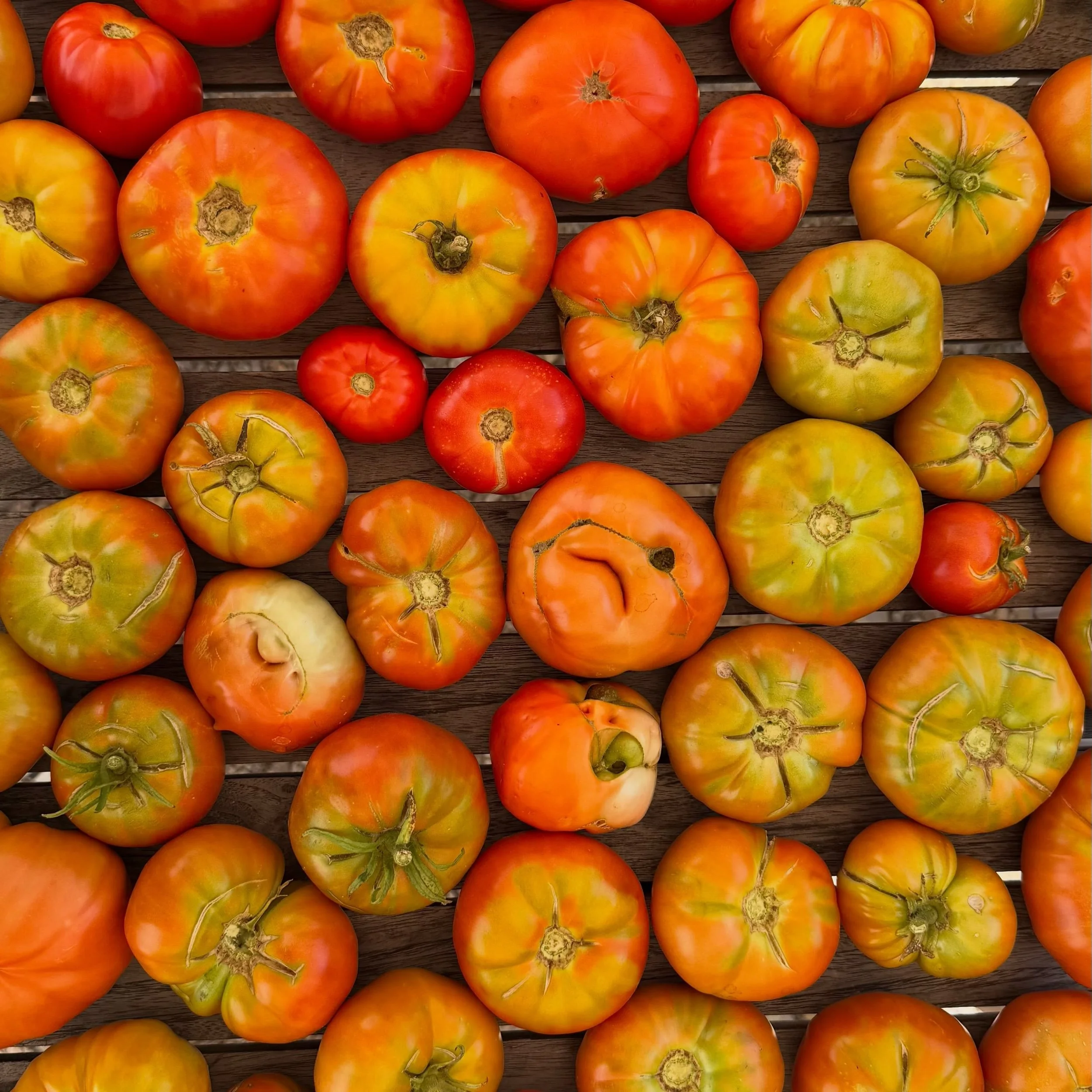 Sezona vrbničkih rajčica je službeno počela! 🍅

Rajčice su počele dozrijevati, pa svako jutro beremo samo ograničenu količinu &ndash; točno onoliko koliko je toga jutra savr&scaron;eno zrelo i spremno za vas. 

Ove autentične rajčice dolaze u svim v
