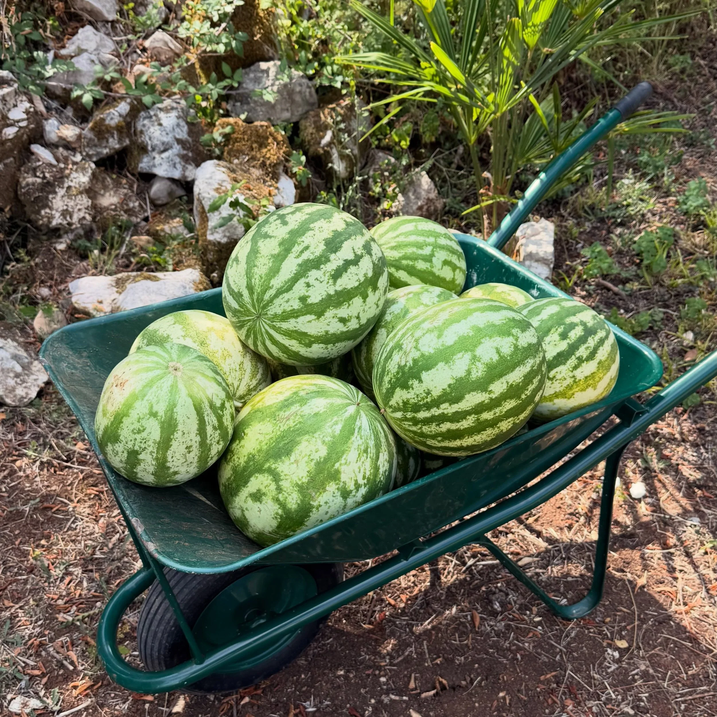Prave domaće, krčke lubenice!

🍉 Tek ubrane
🍉 Bez pesticida i bez &scaron;pricanja
🍉 100% domaće

Samo čista priroda i osvježenje za ove ljetne vrućine.

Cijena: 2,30&euro;/kg

#opgdota #otokkrk #kupujmodomace #kupujmohrvatsko
