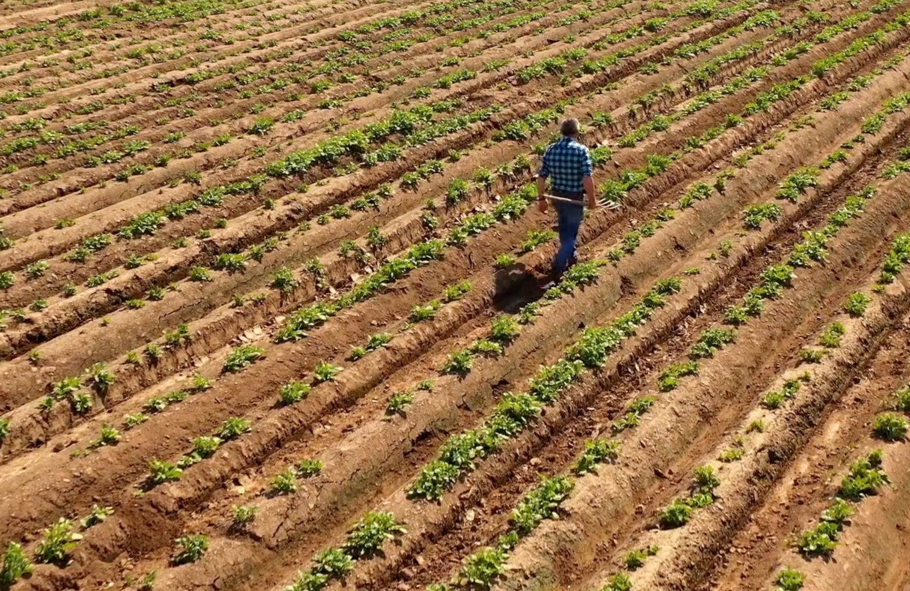 Un homme marche dans un champ cultivé avec des rangées de jeunes plants de légumes.
