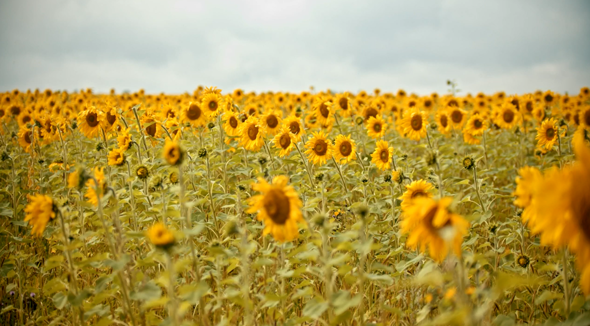 Capture d’écran 2025-11-03 142122.png