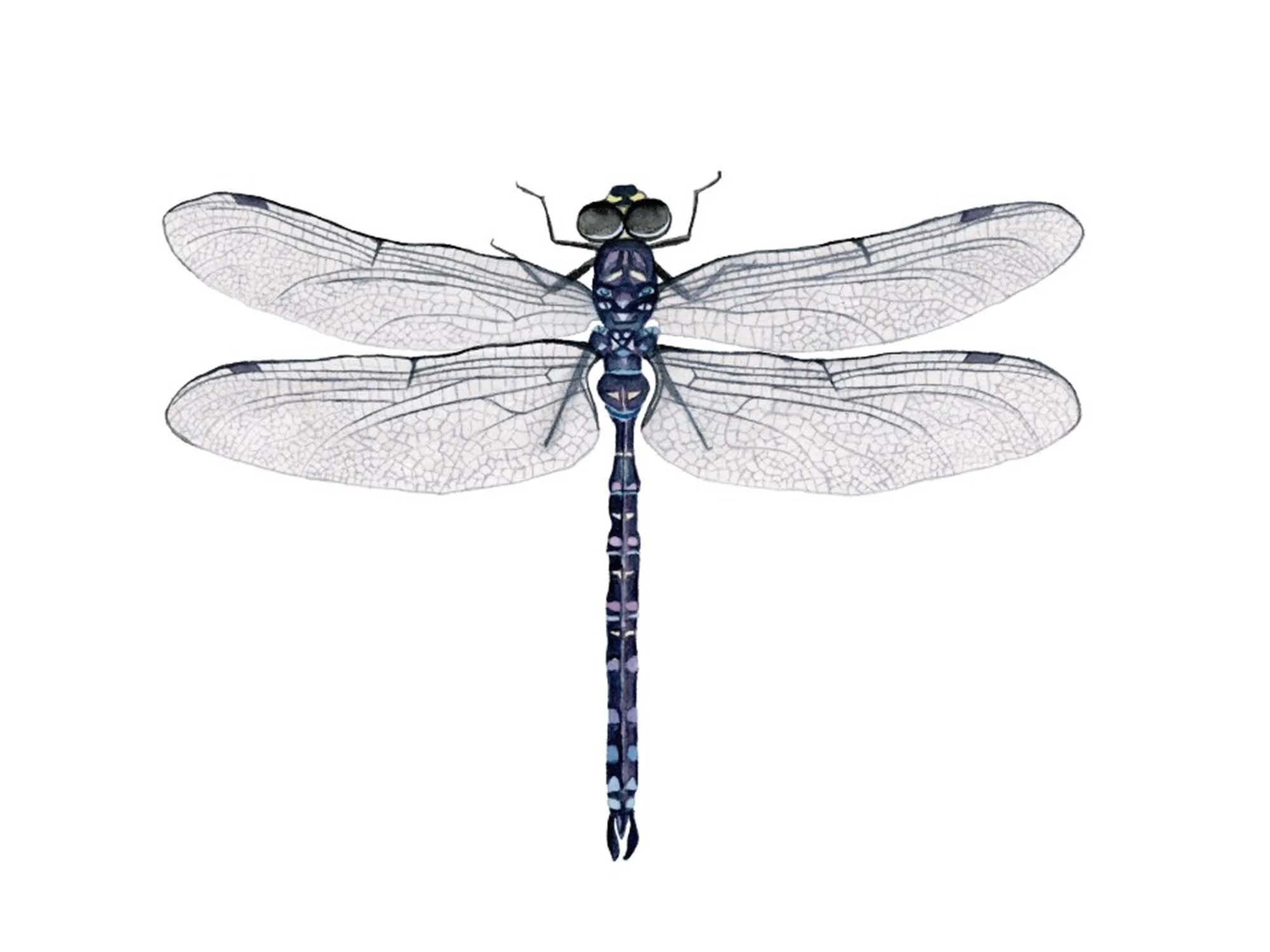 Dragonfly - 2.jpg