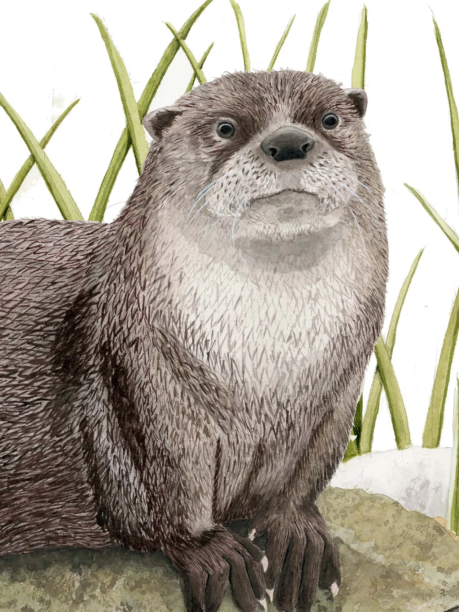 Otter - 2.jpg