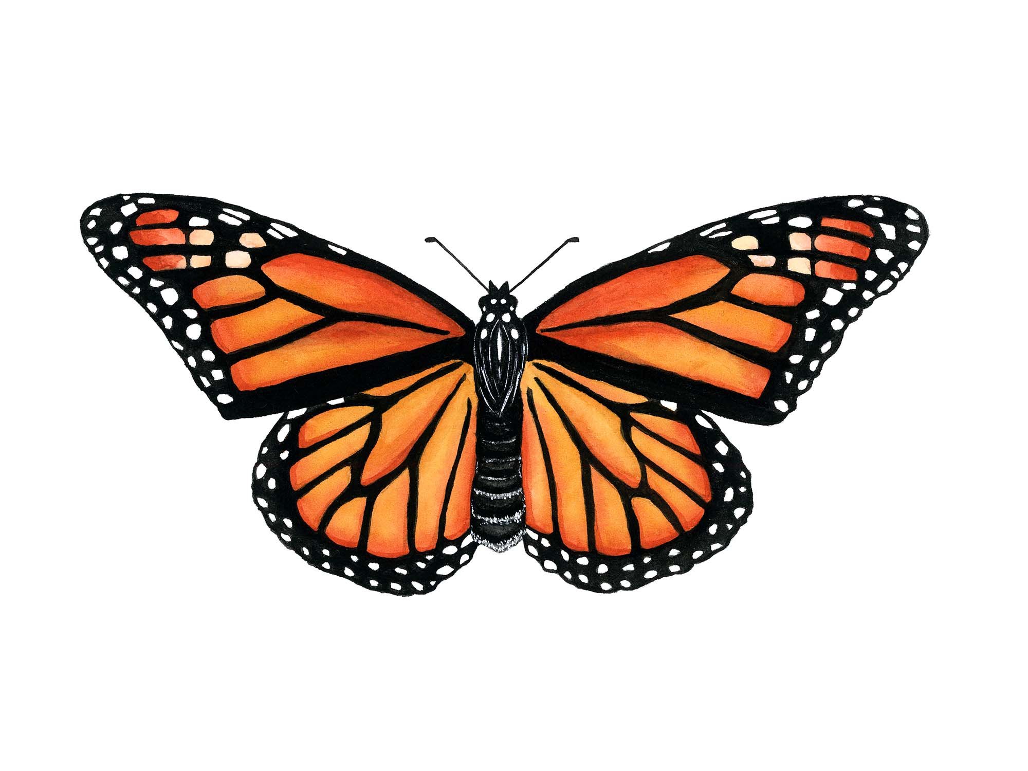 Monarch - 1.jpg