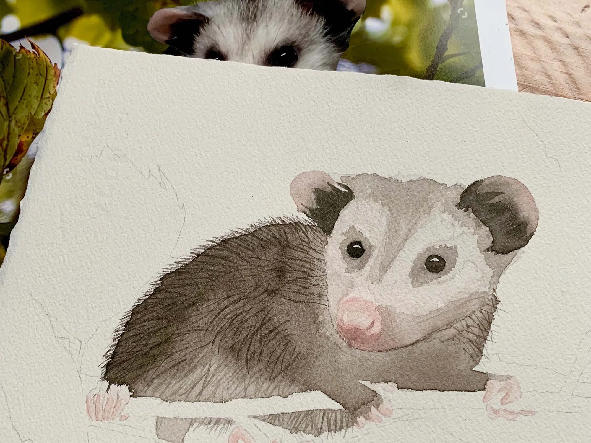 Opossum - 2.jpg