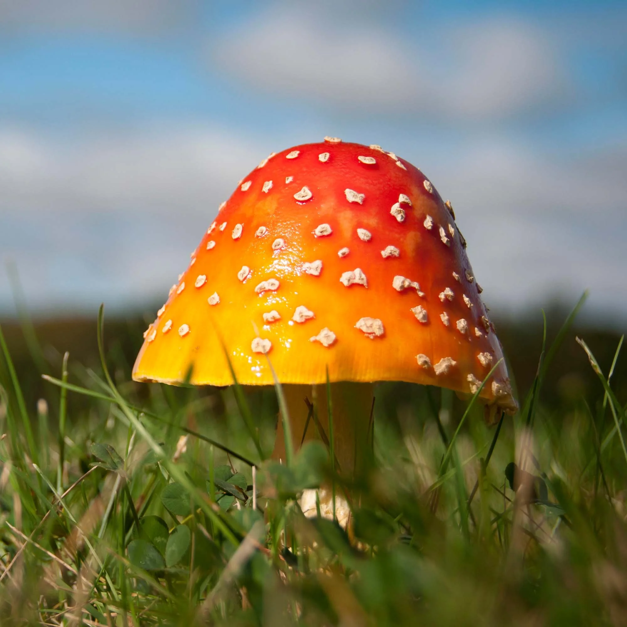 Mushroom - 1.jpg