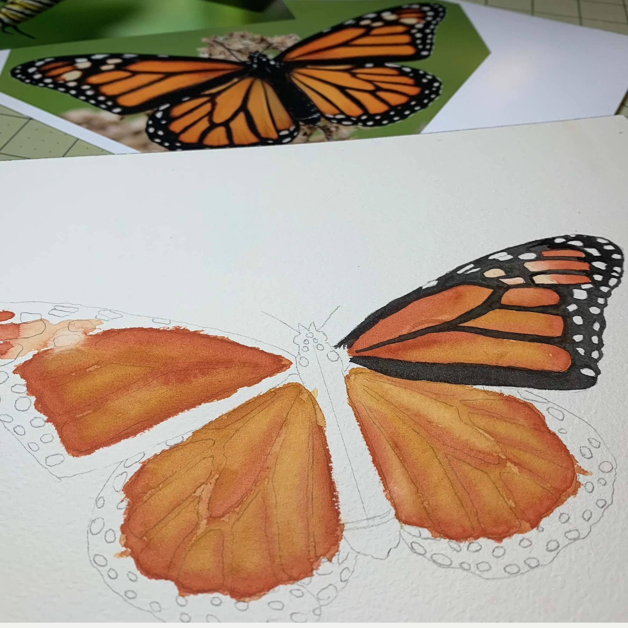 Monarch - 2.jpg