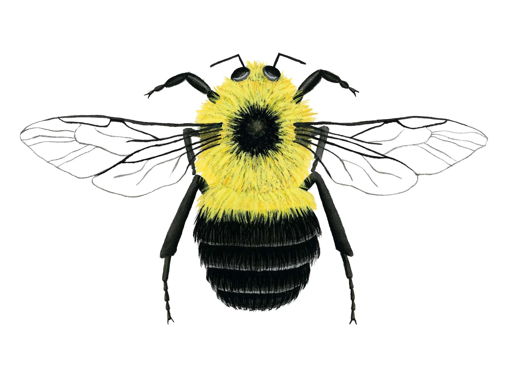 Bee - 1.jpg