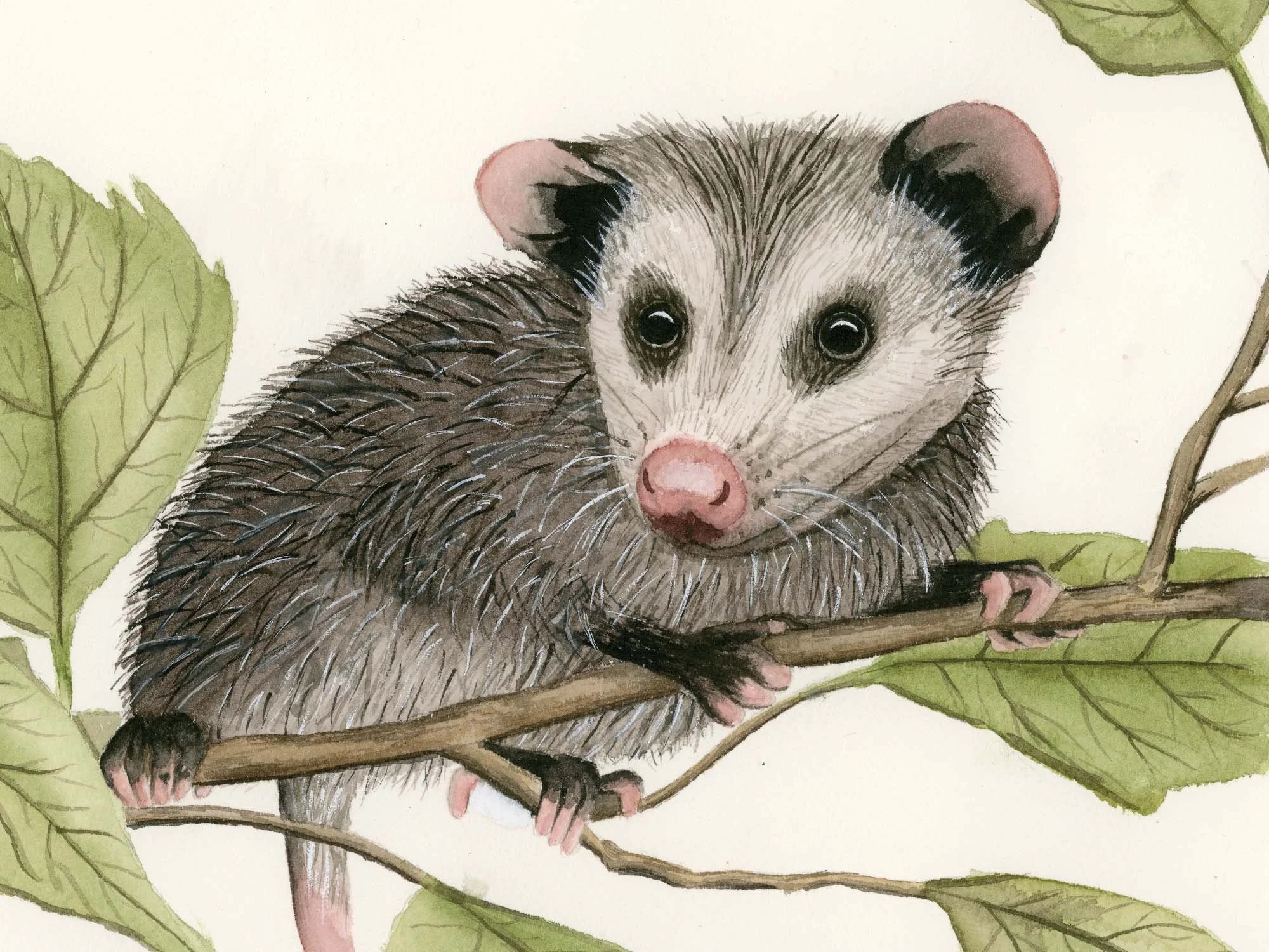 Opossum - 1.jpg