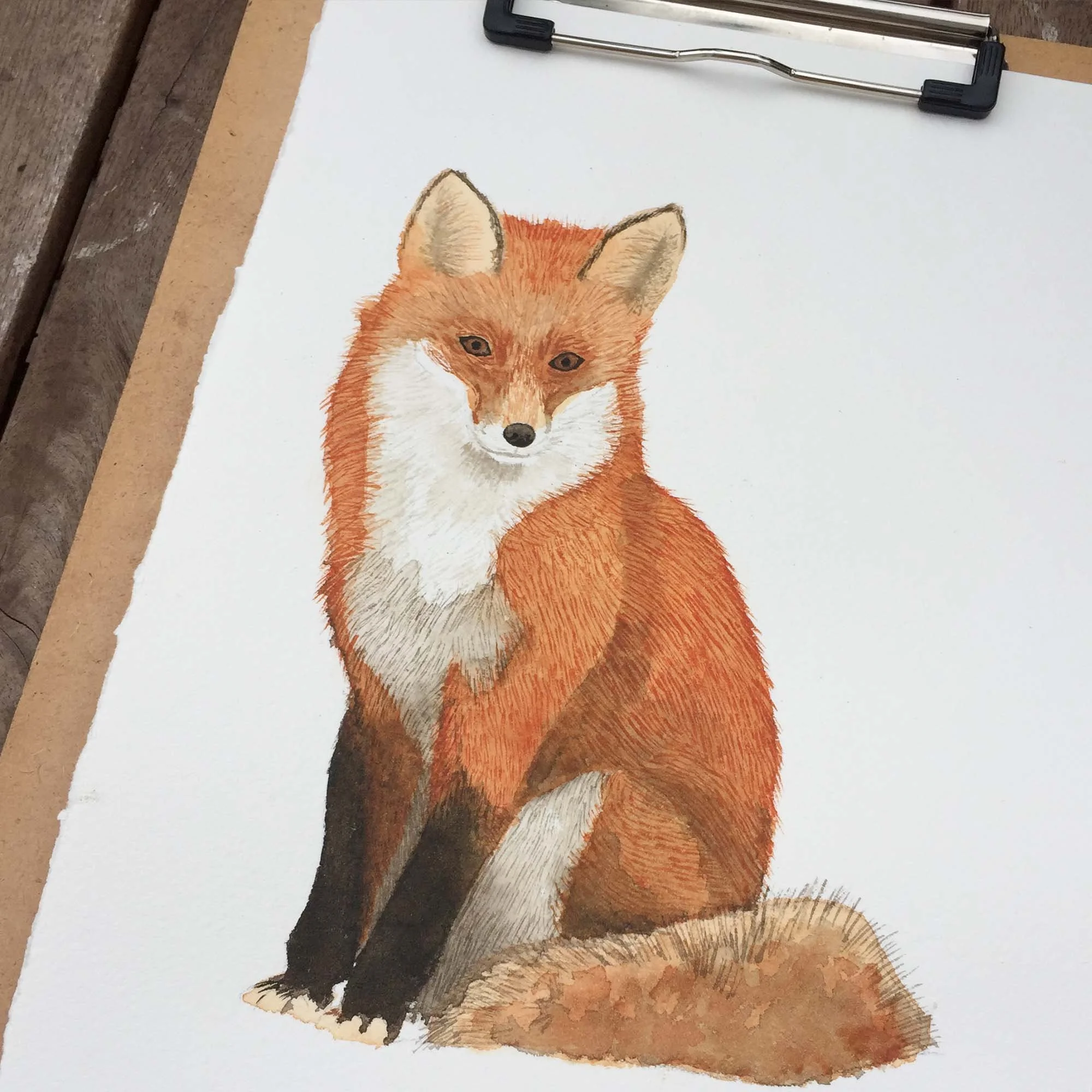 Fox - 1.jpg