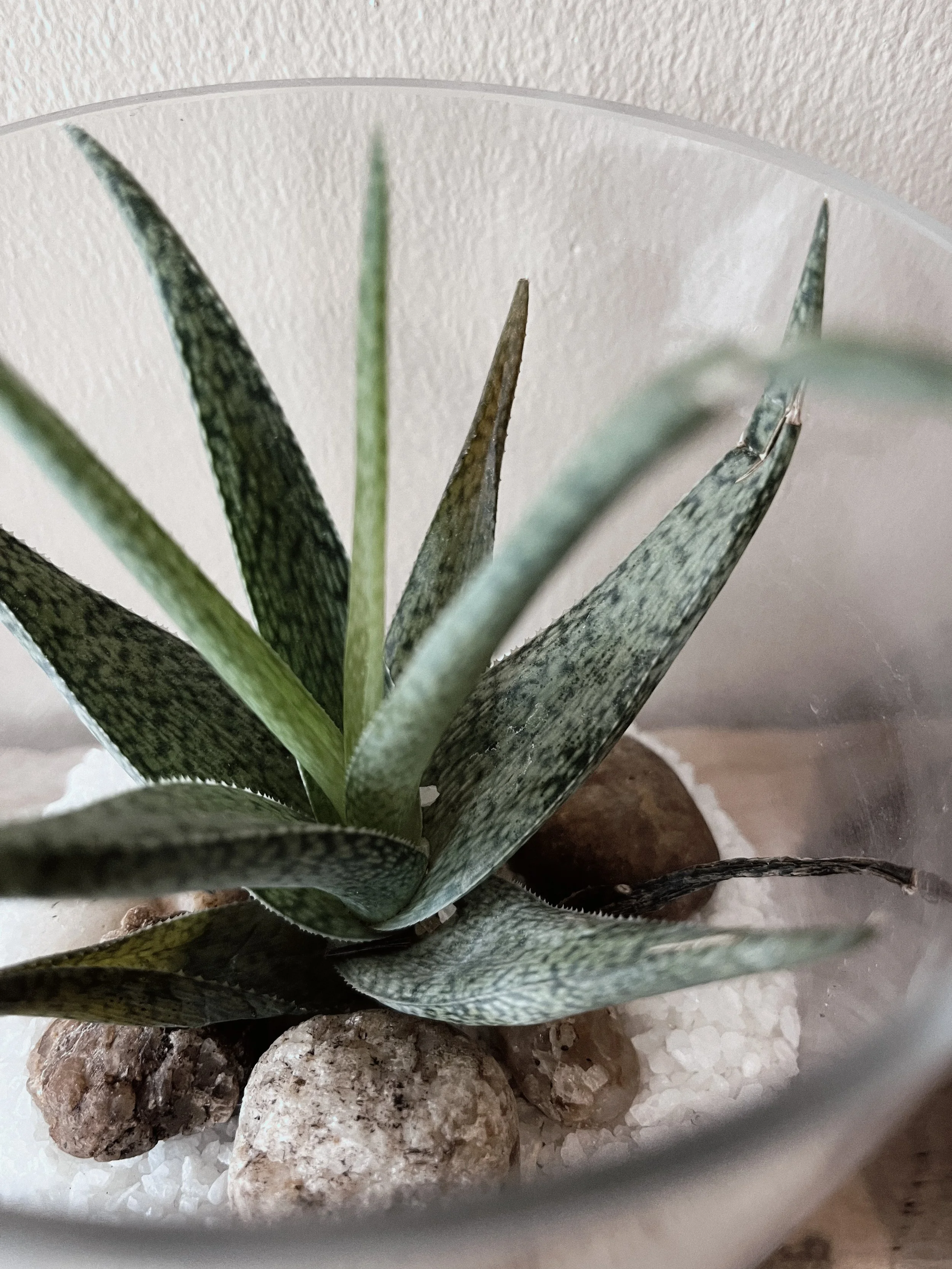 travel accommodation Pehembiya Sri Lanka