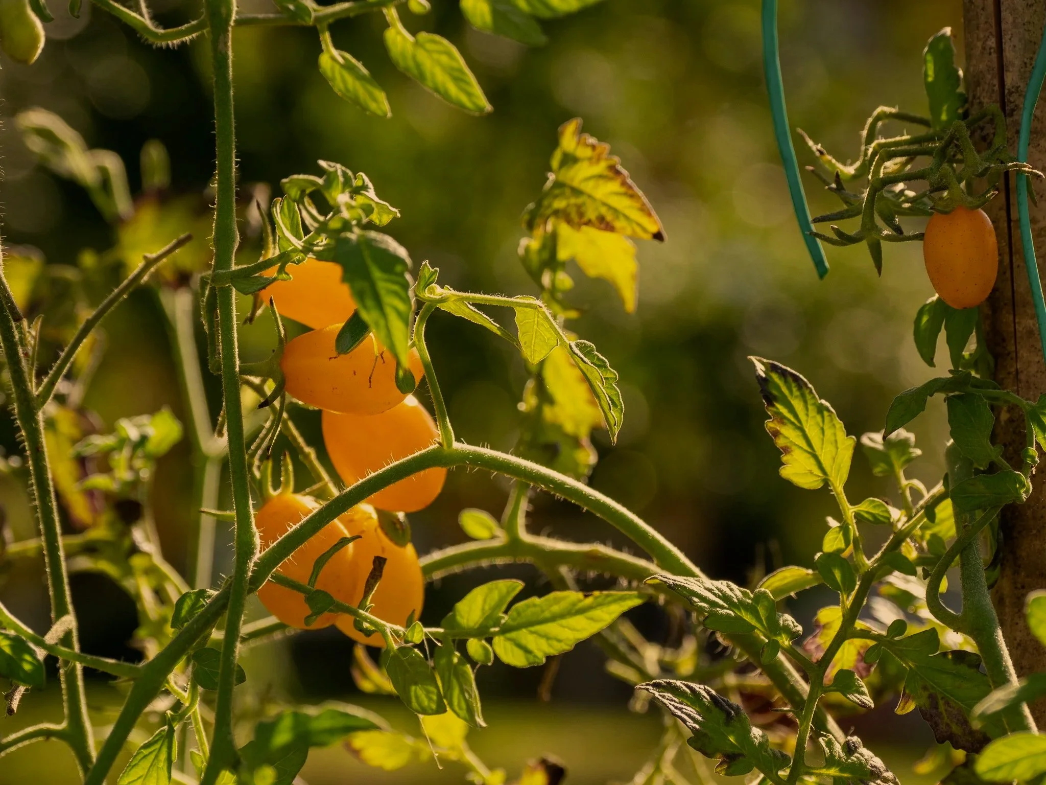 Dettagli orto Casa Roberta 