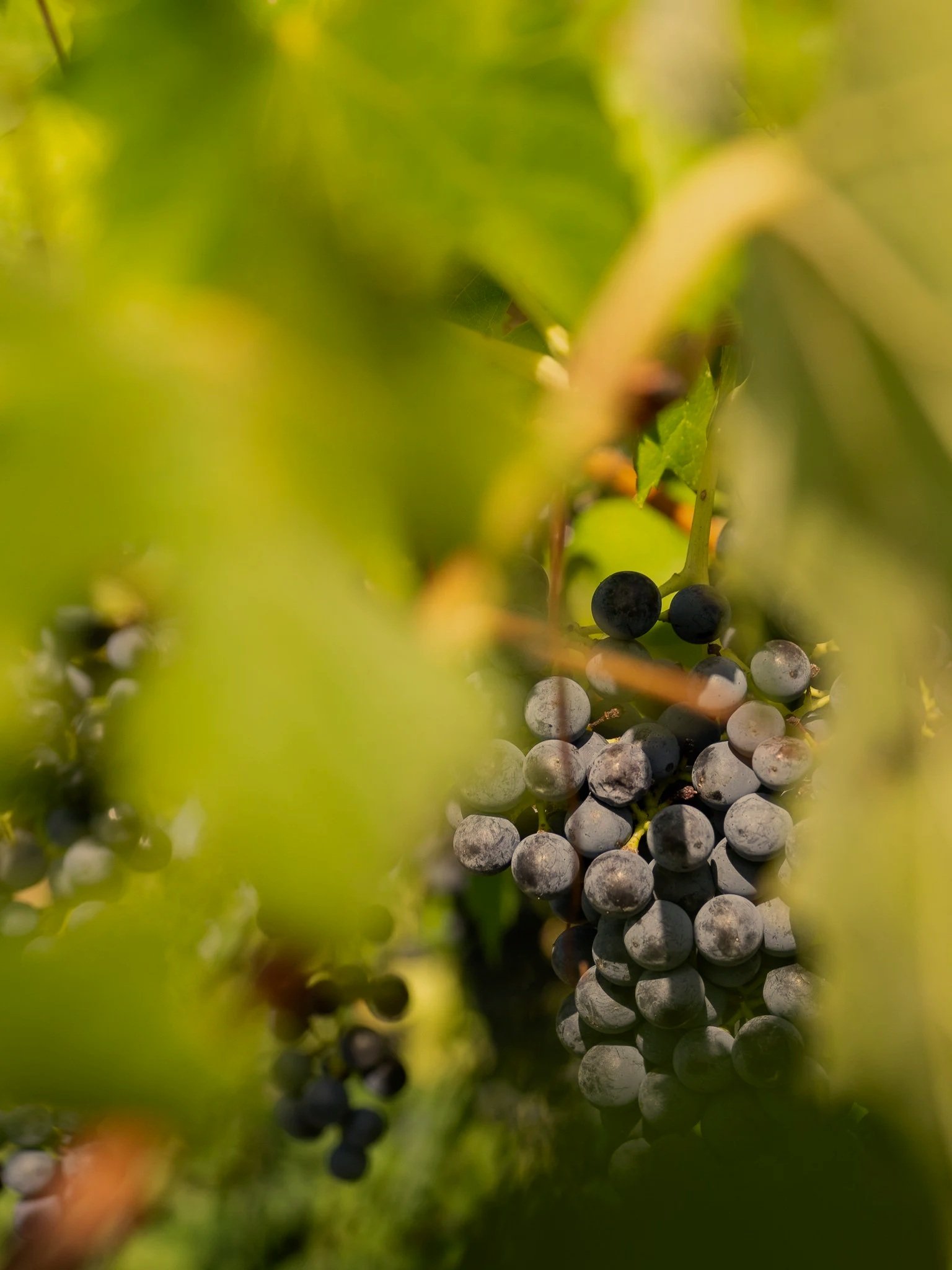 Dettagli vigneto Casa Roberta 
