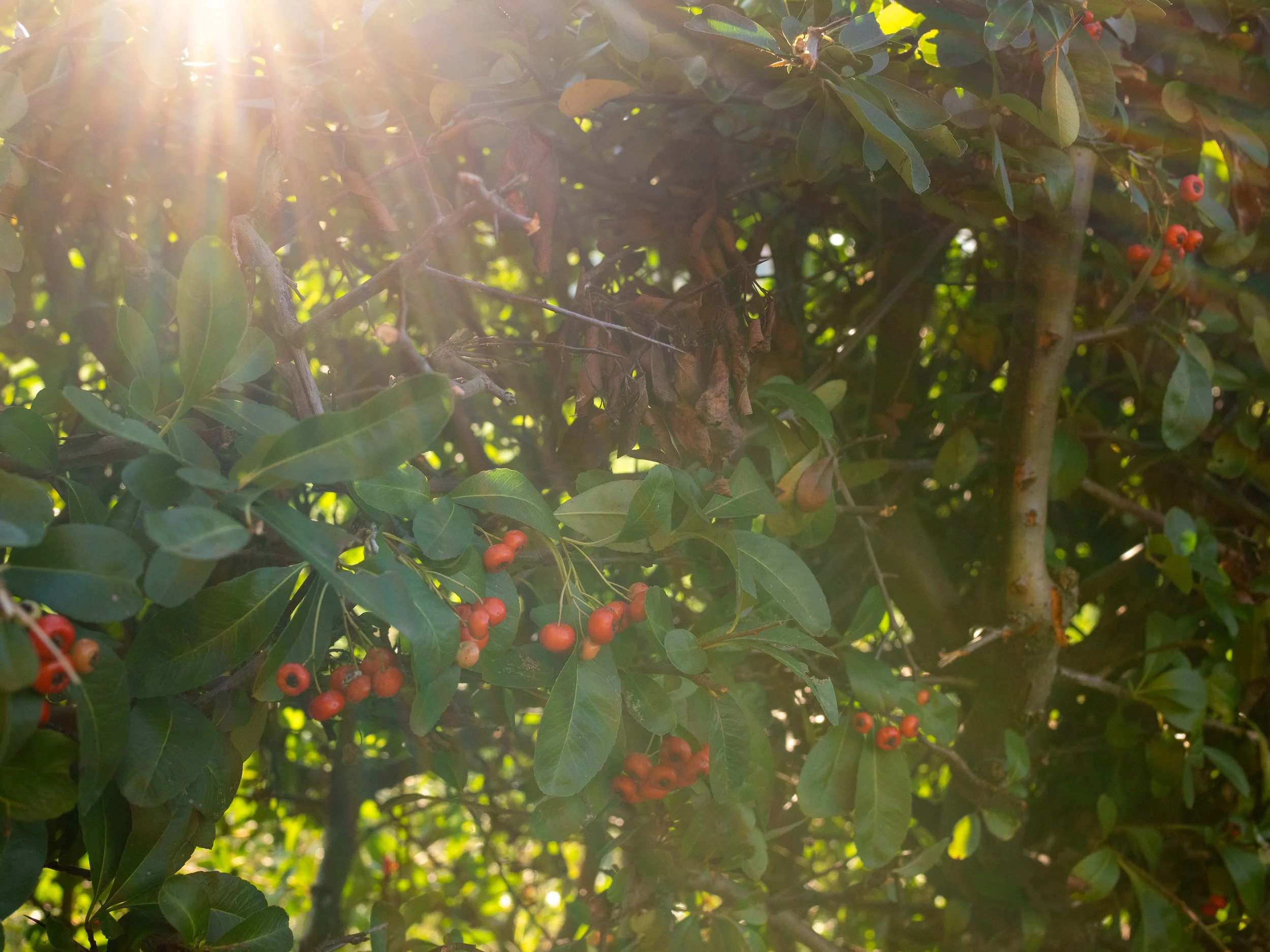 Spazio esterno di Casa Roberta nella campagna di Reggio Emilia.